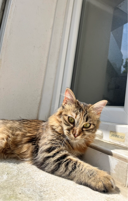 maboo - Avenue Daniel Hedde, Royan