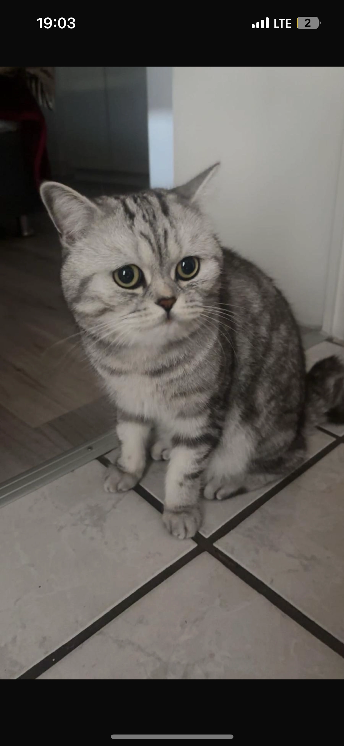 Gizmo - An der Hongsburg, Sankt Augustin