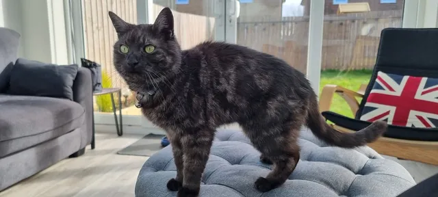 Smudge - Lambert Road, Sunderland