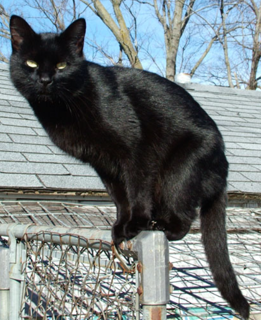 CT - Five Oaks, St. Mary's