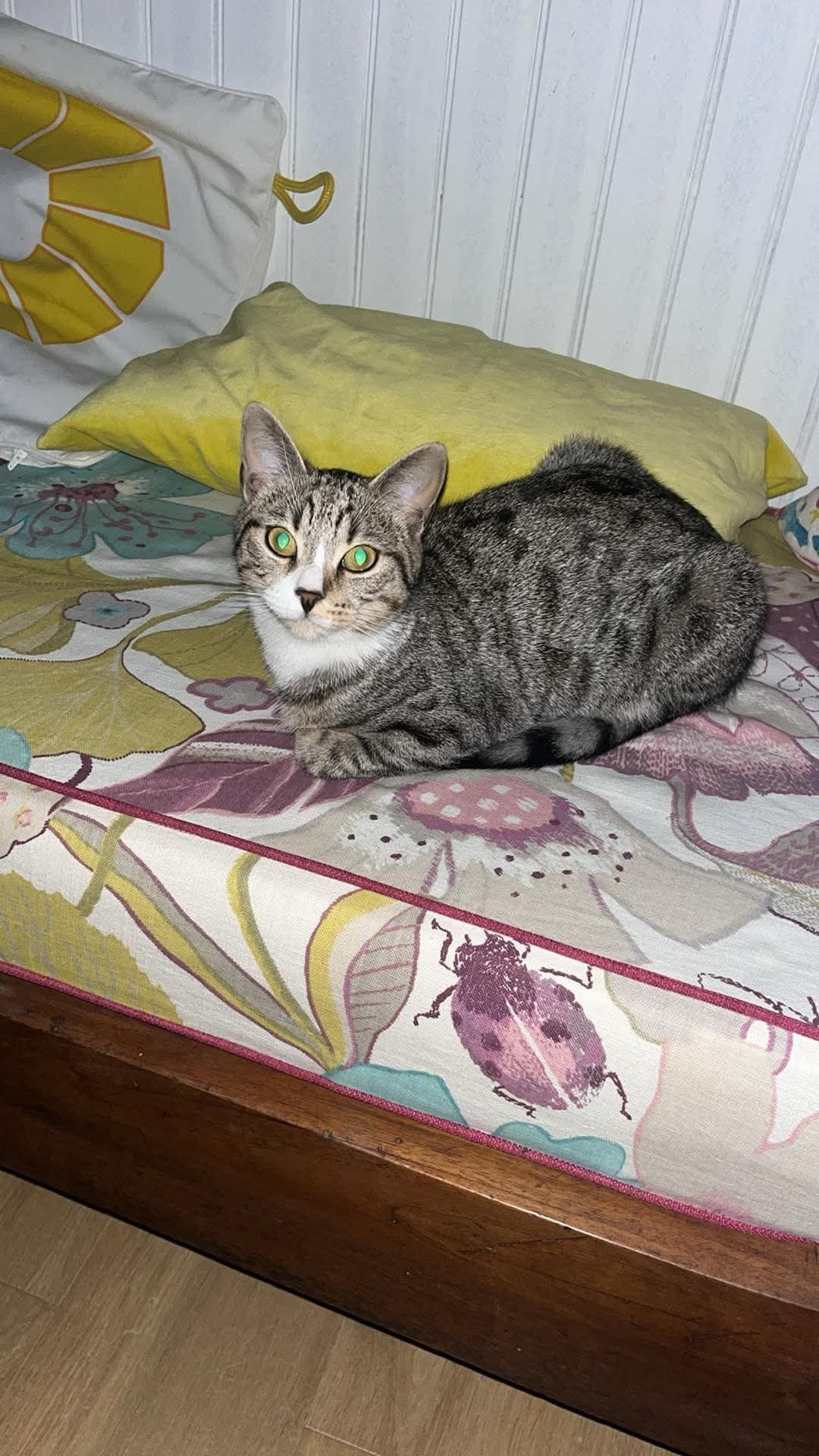 Macha - Rue de la République, La Calmette