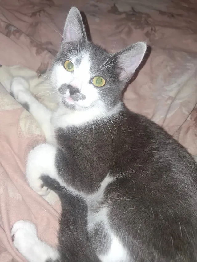 Smudge - Brentwood Avenue, Thornton-Cleveleys