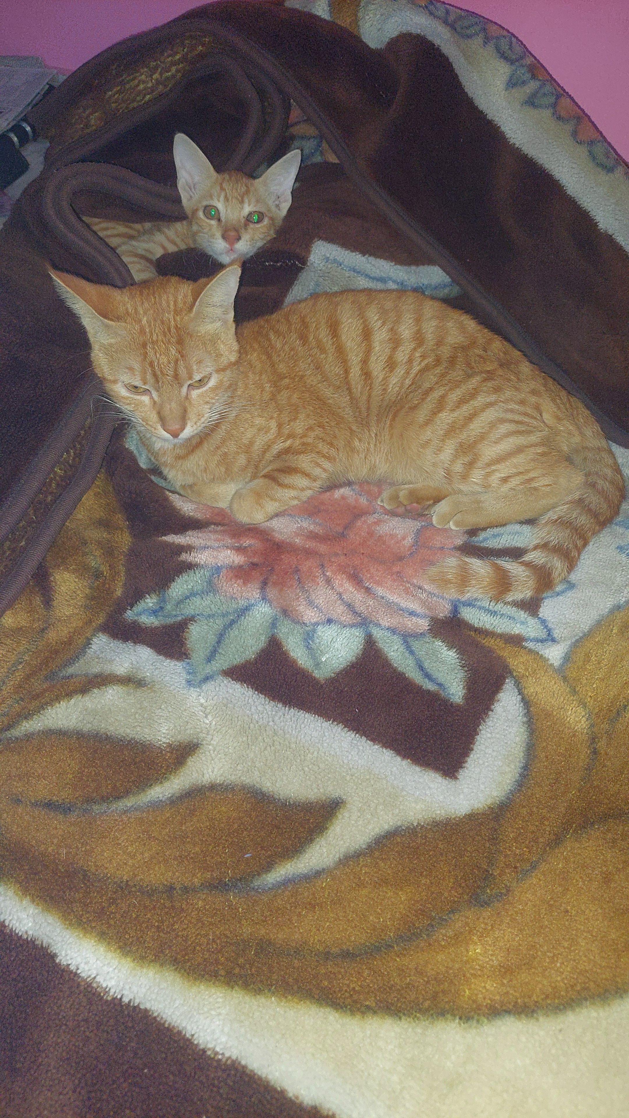 Billo - Loni Road, New Delhi