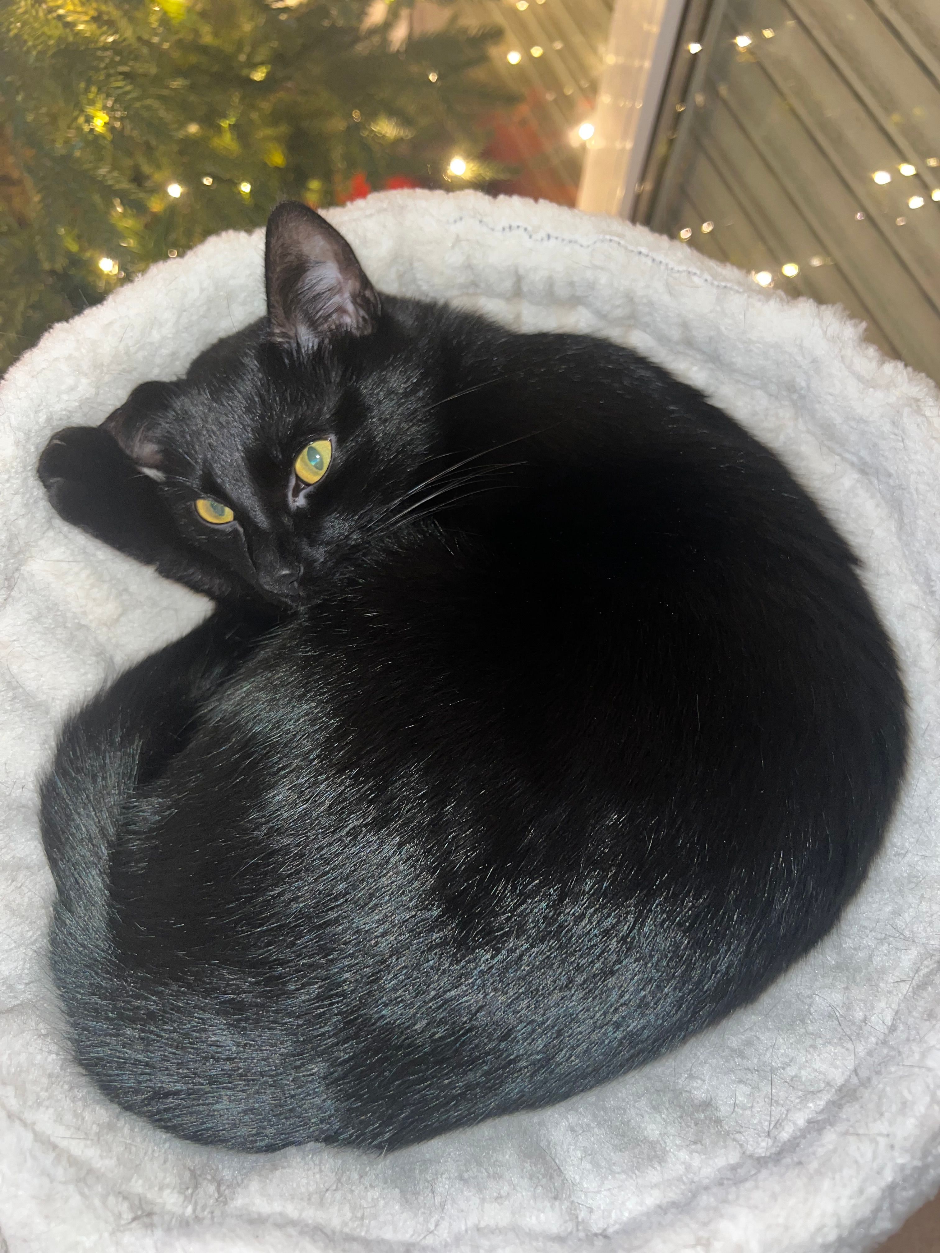 Ballo  - Schlehenweg, Öhringen