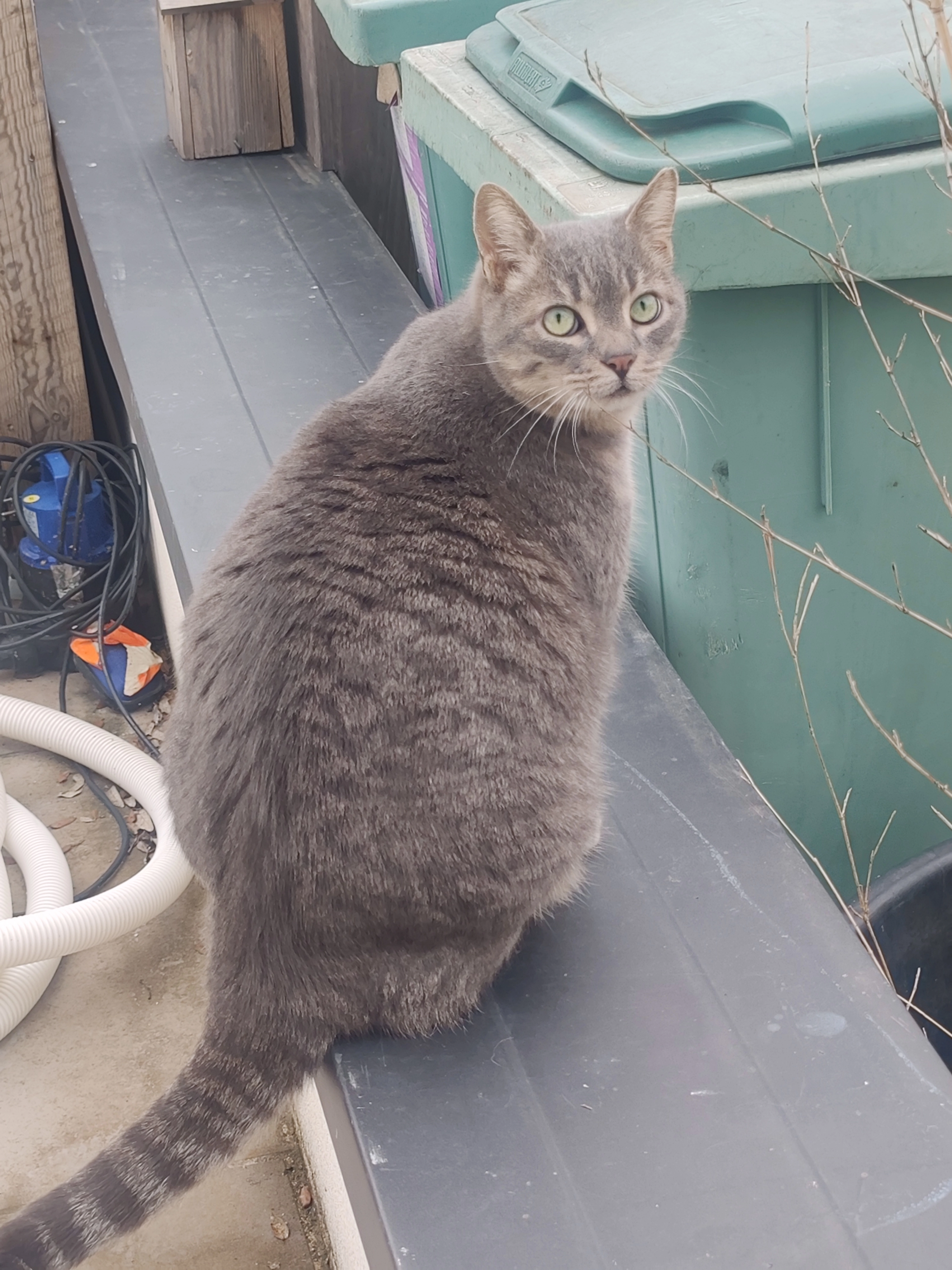 Didou - Chemin de Gery, Montélimar 