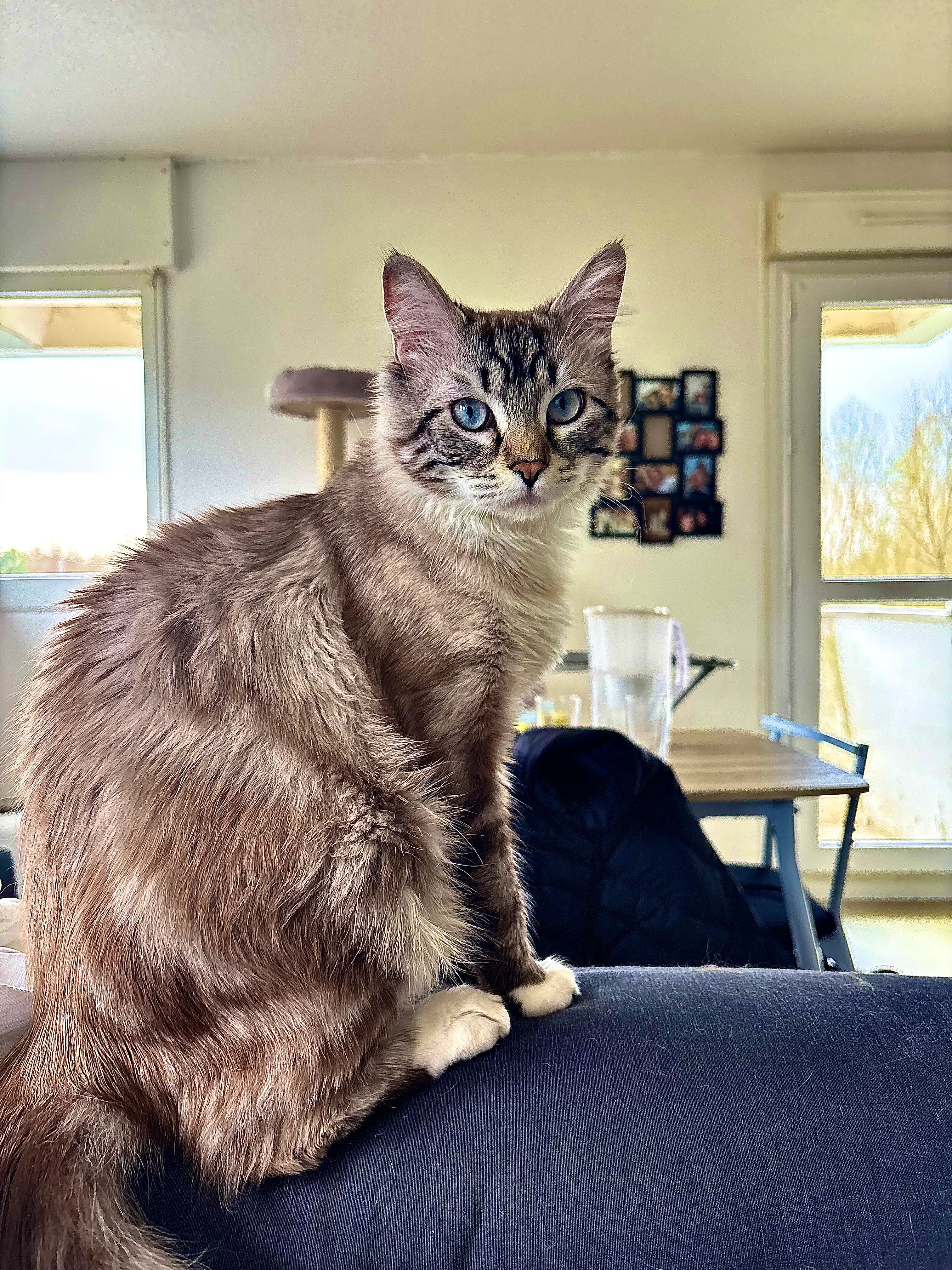 Snow - Rue Marcel Doré, Poitiers