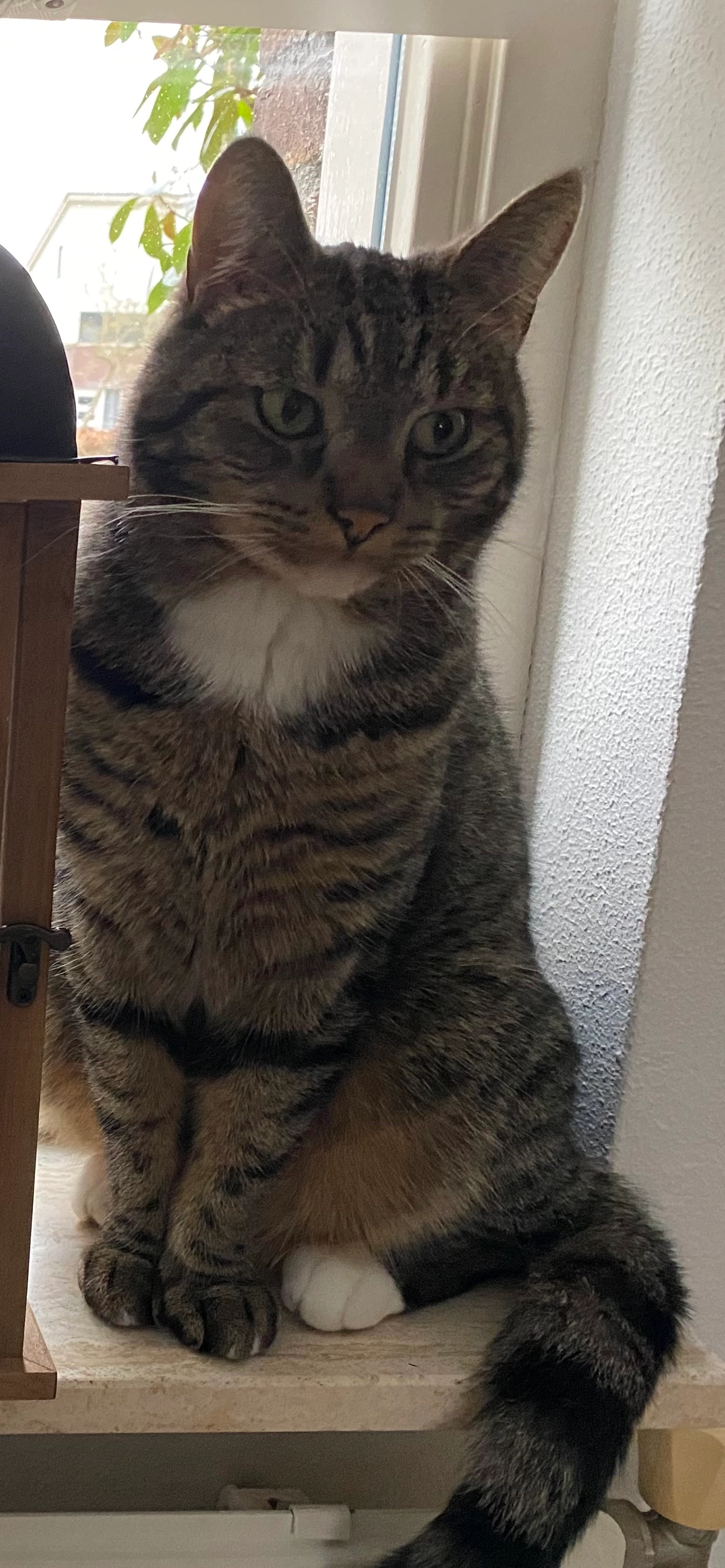 Milo - Regimentslaan, Zuidlaren