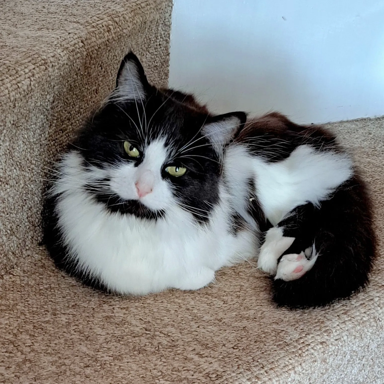 Rosie - Rodmore Road, Evercreech