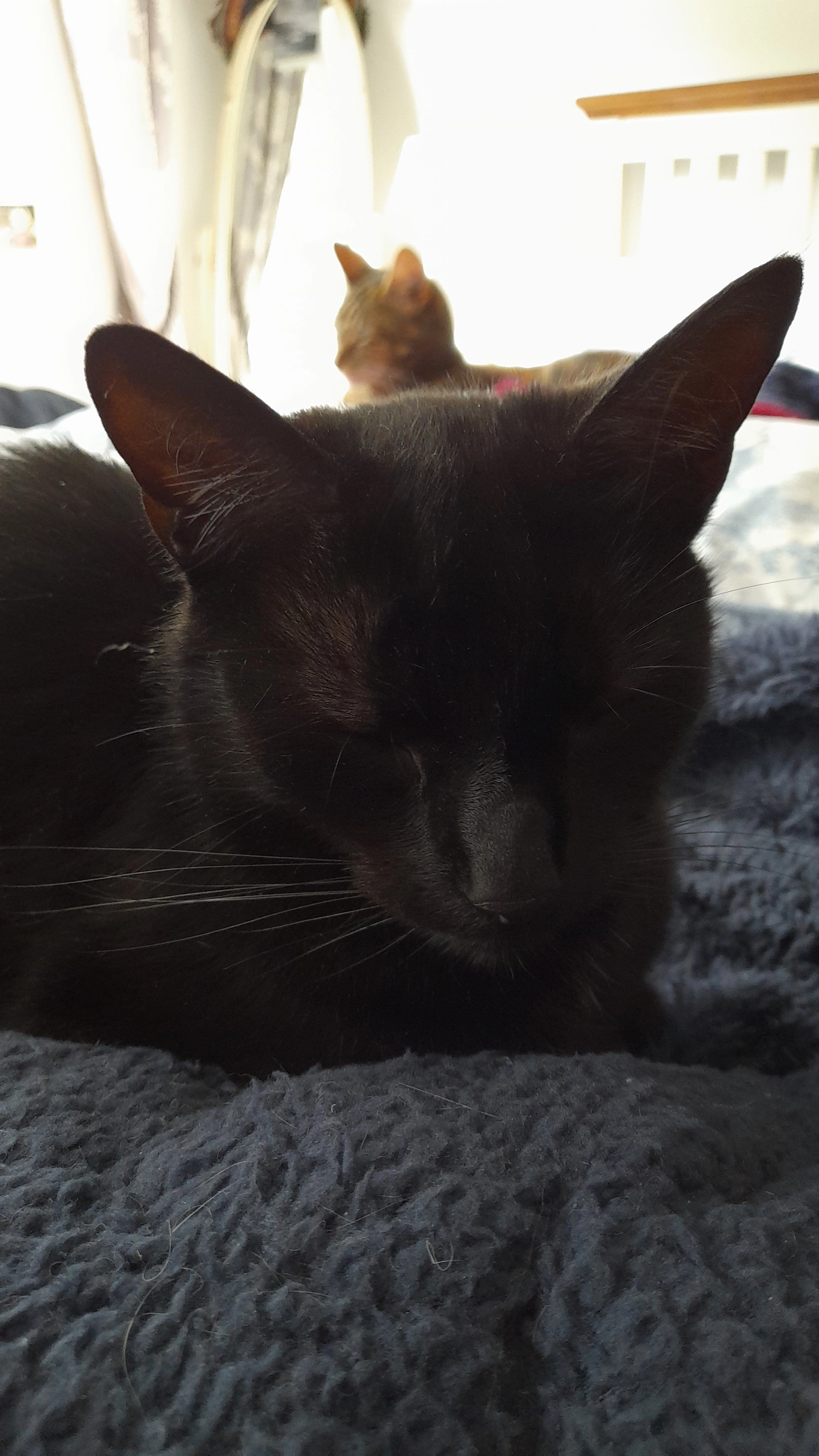 Mosuvie  - Watton's Lane, Southam