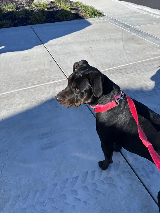 Found a dog - Marsh Creek Rd, Brentwood