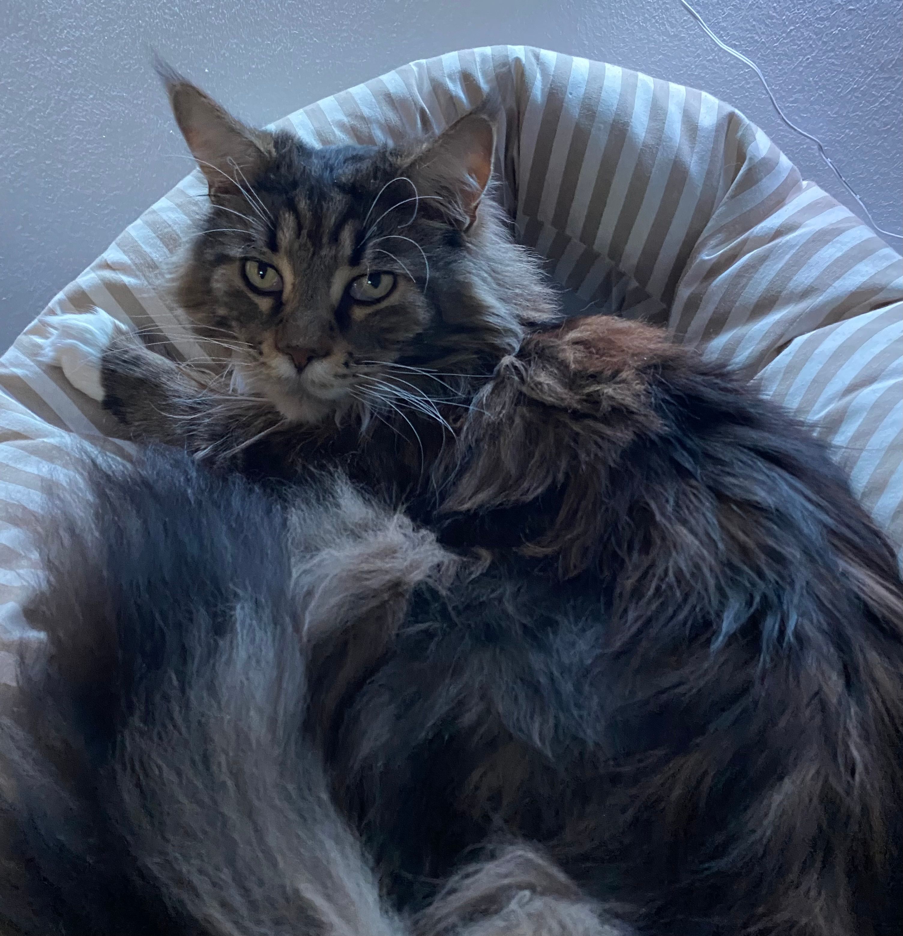 Rocky  - Chopinring, Blankenfelde-Mahlow