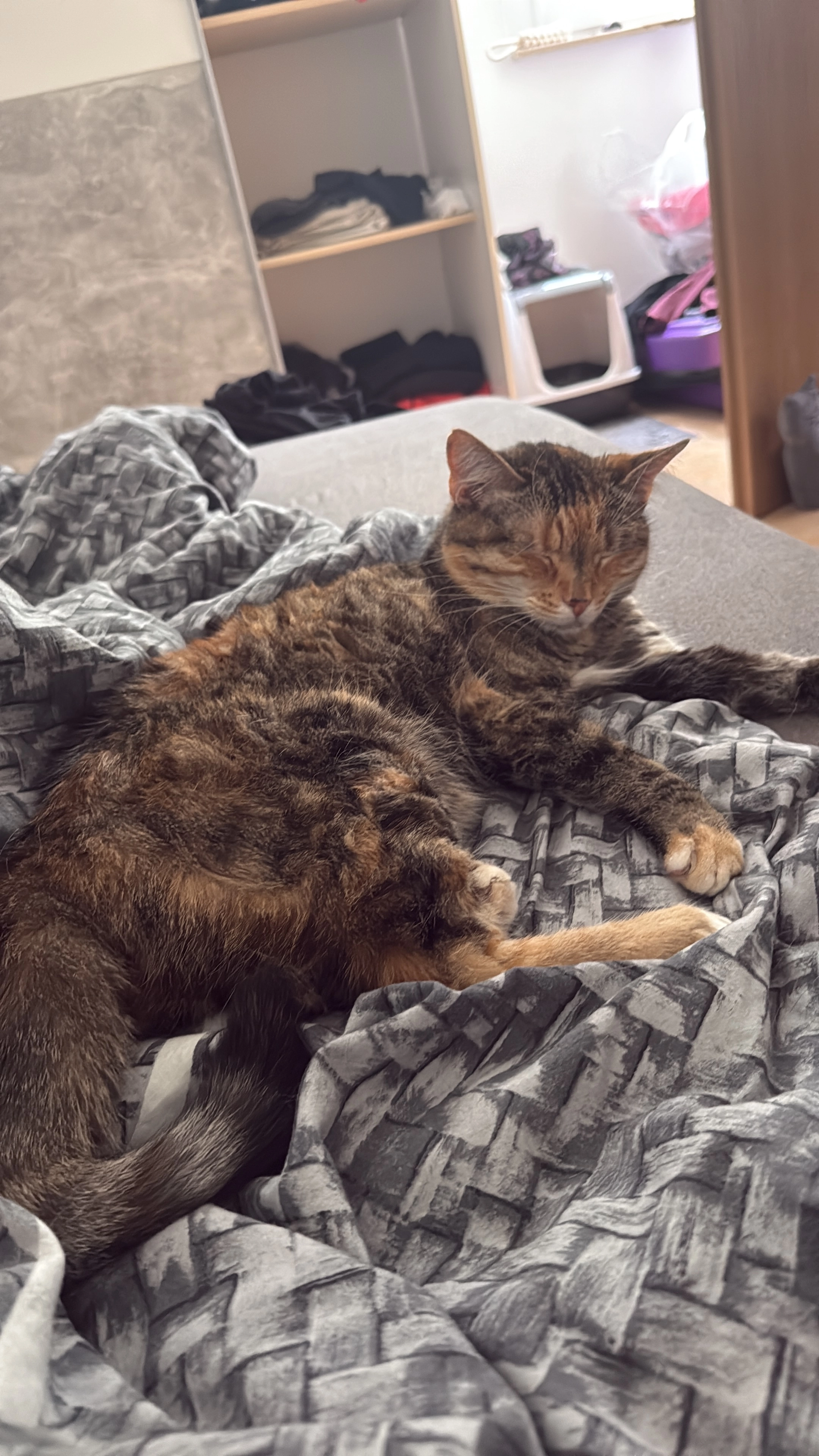 Milly - Spiekershäuser Straße, Kassel