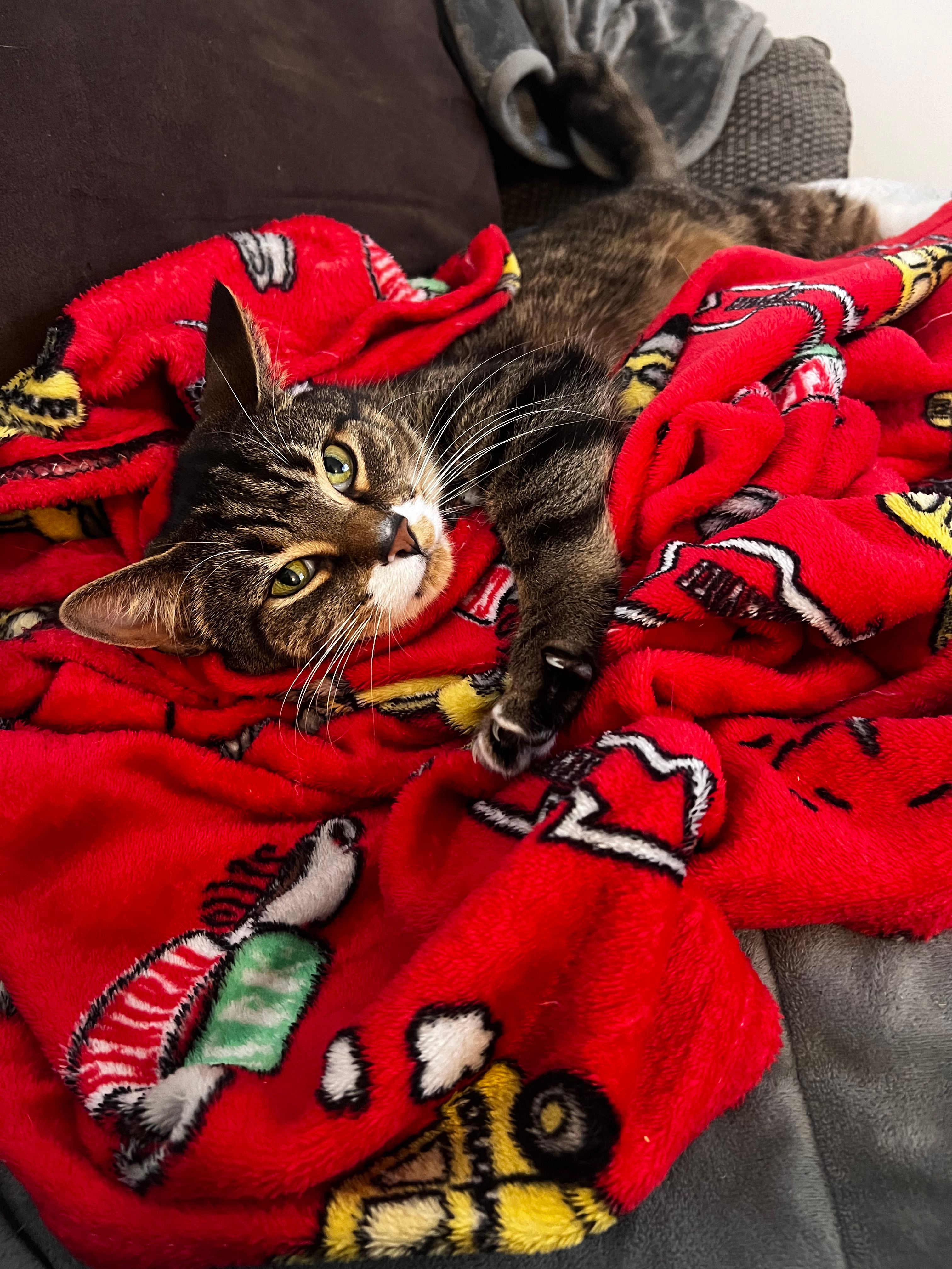 Tommy - Allison Road, Louth