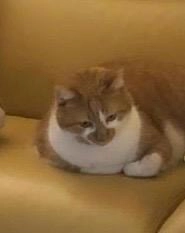 Mandarine - Rue de la Tournelle, Orbe