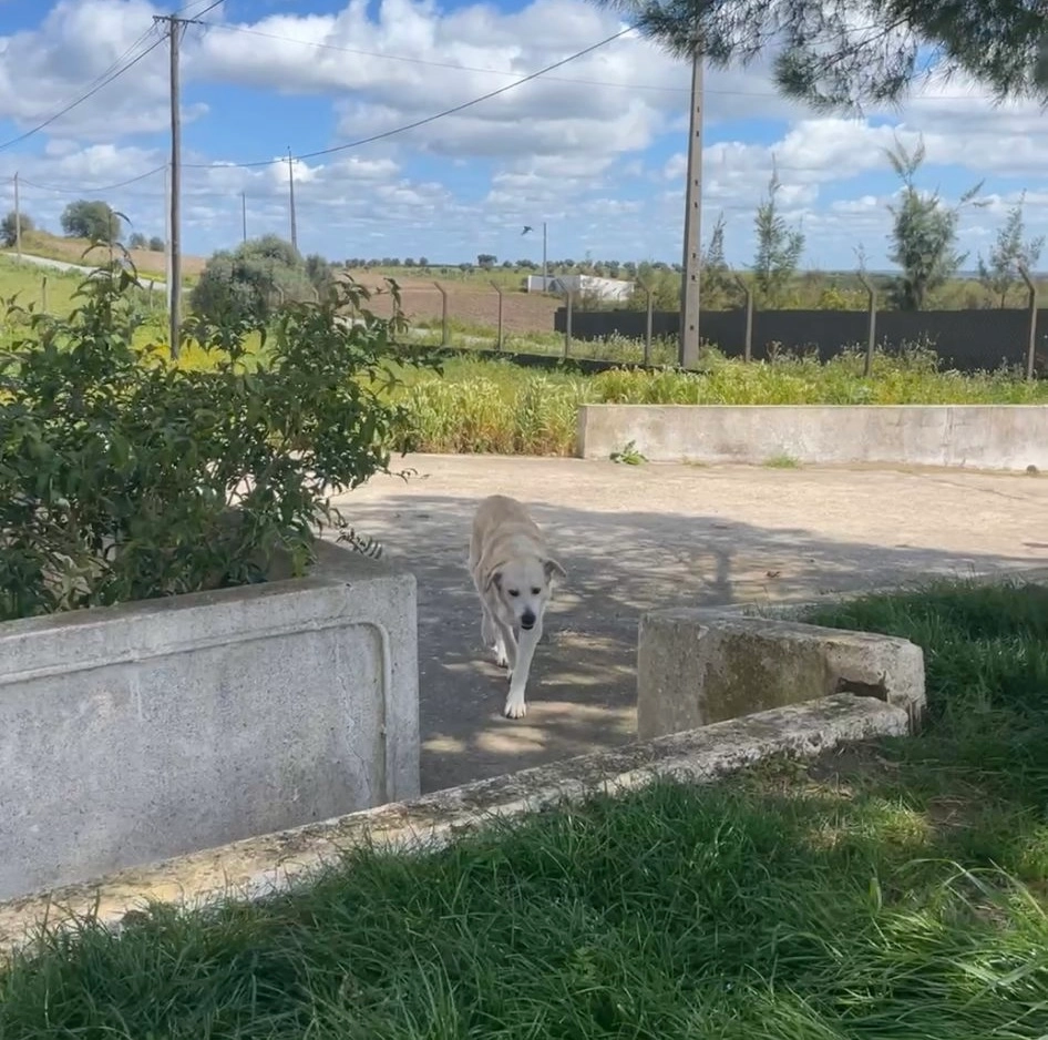 Zorra - Em 529, Mombeja