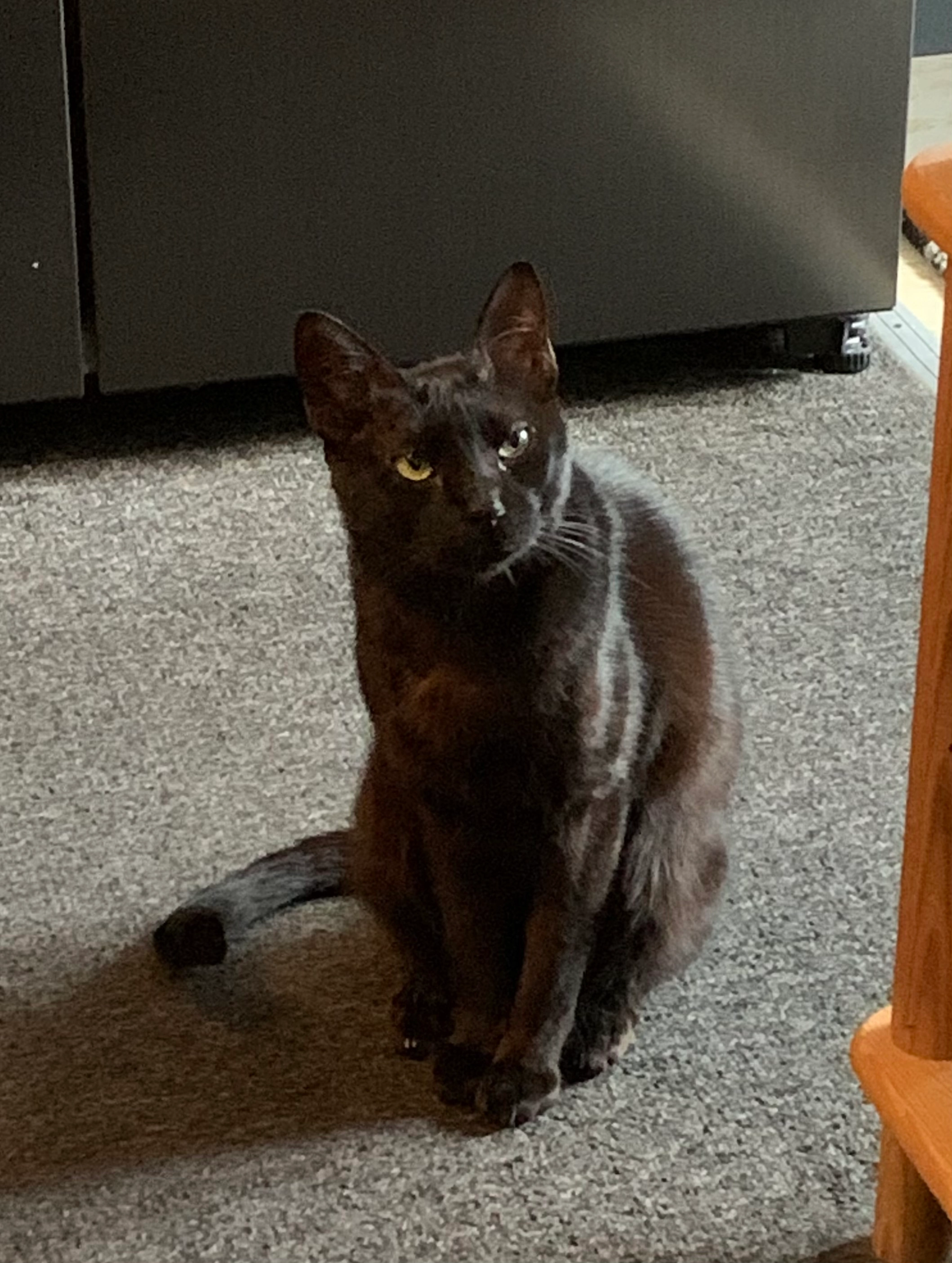 Luzifer - Wutzkyallee, Berlin