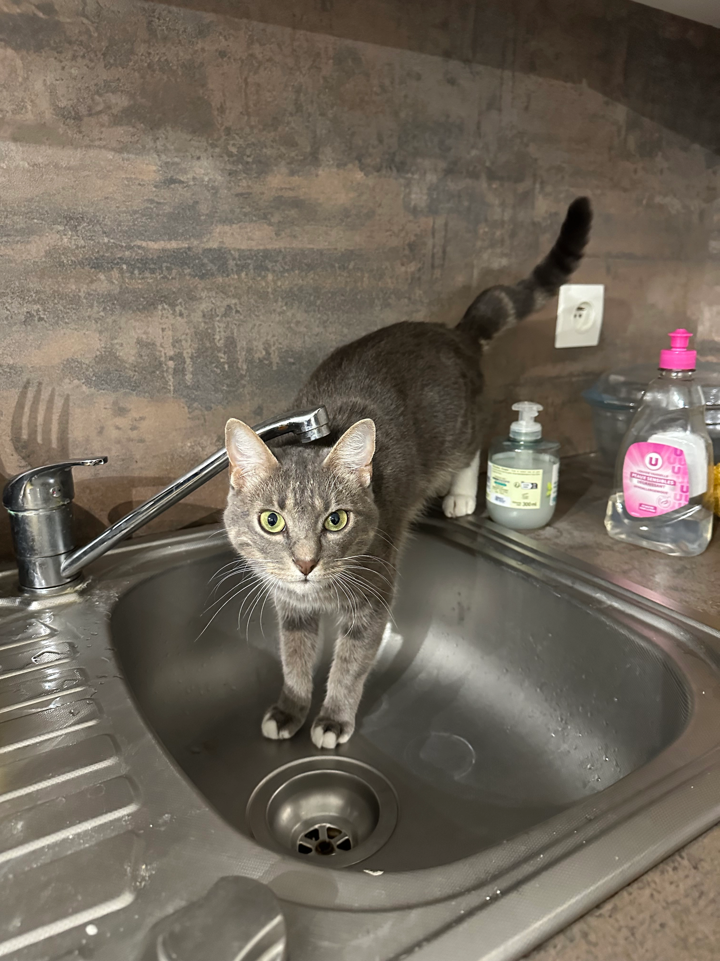 Neko - Avenue D'aunis, Tonnay-Charente