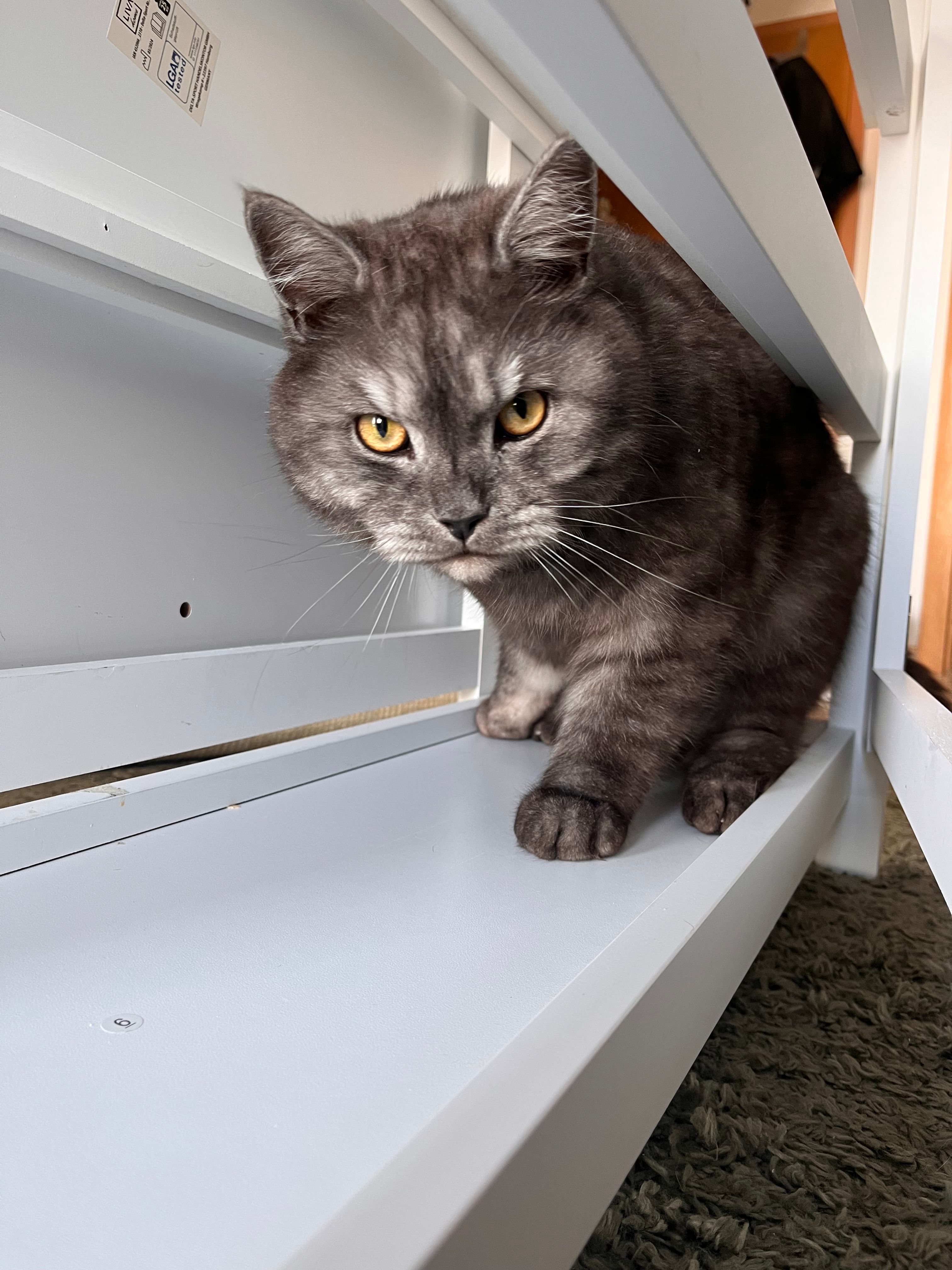 Wuzl/Homie - Gerhart-Hauptmann-Straße, Pocking