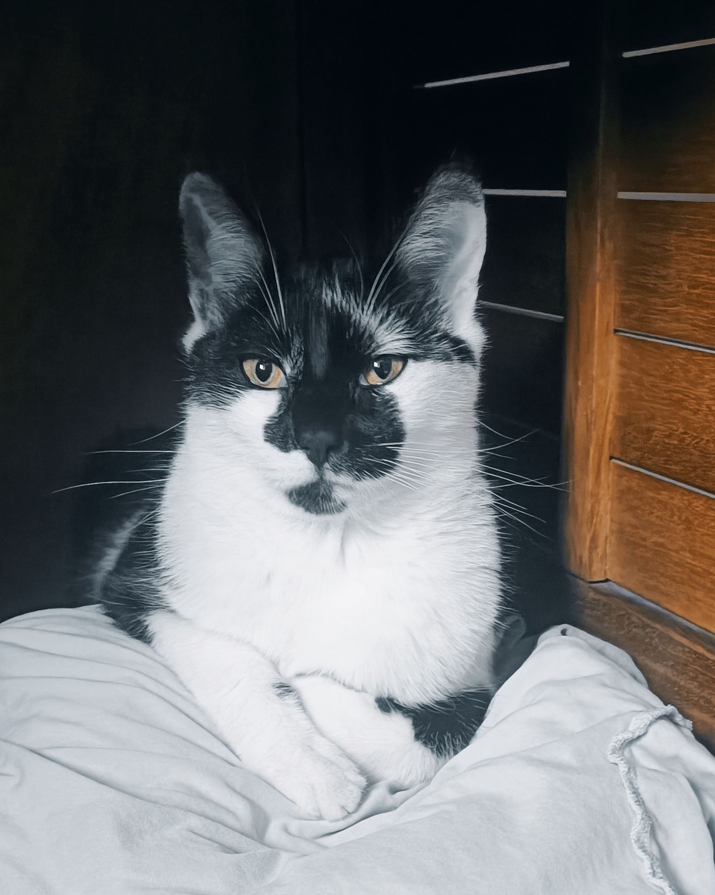 Zorro  - 22 Rue de la Ceinture, La Flèche