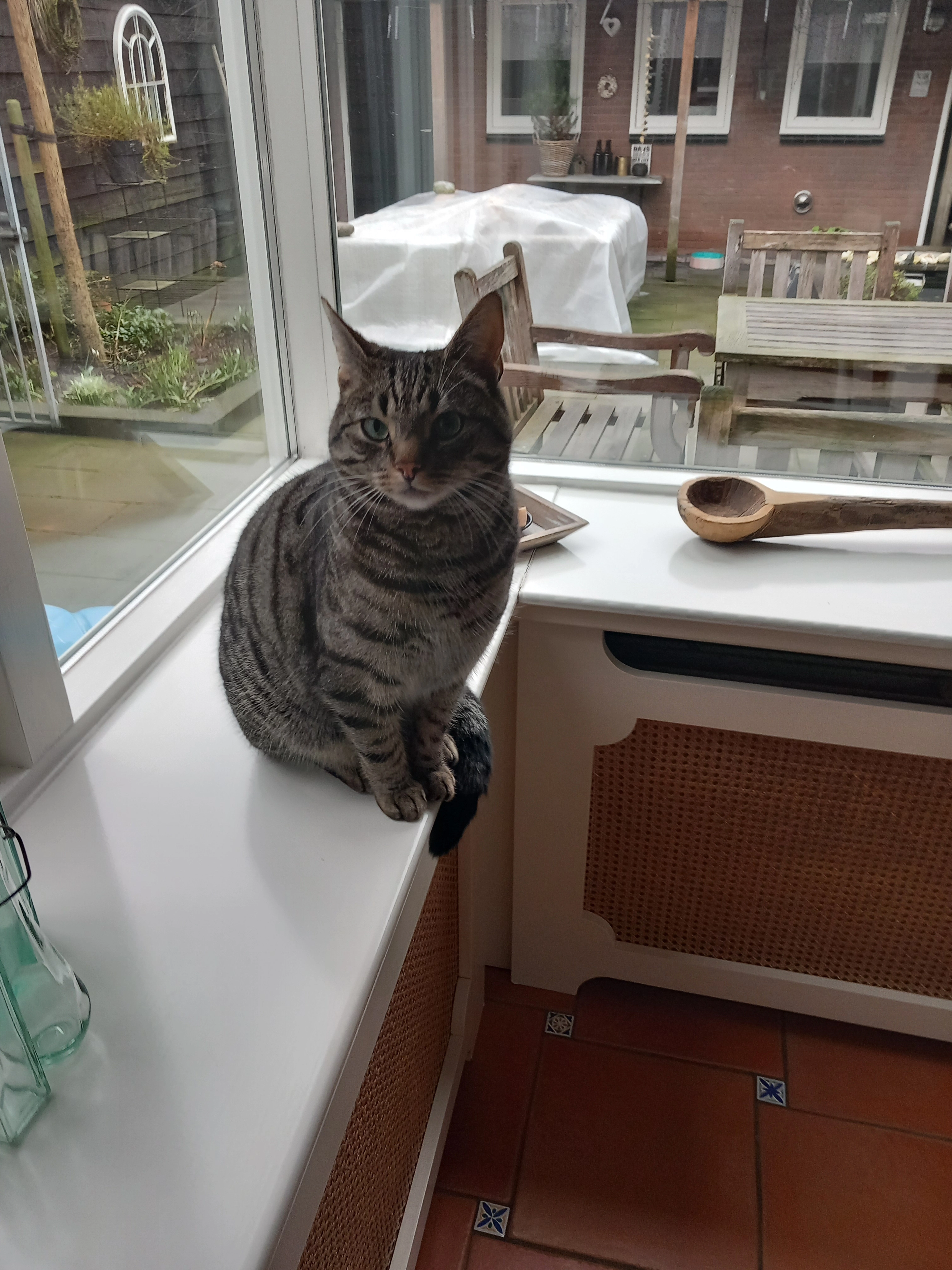 Tommy - Burgemeester Ten Veldestraat, Genemuiden