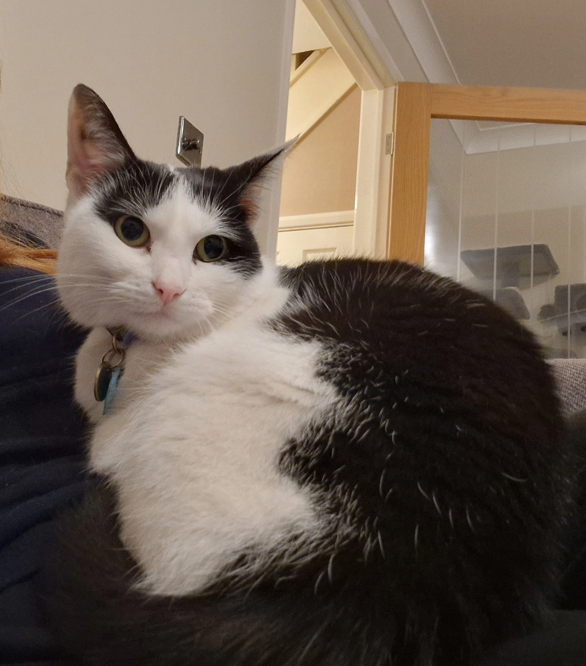 Tofu - Richmond Avenue, Peterborough