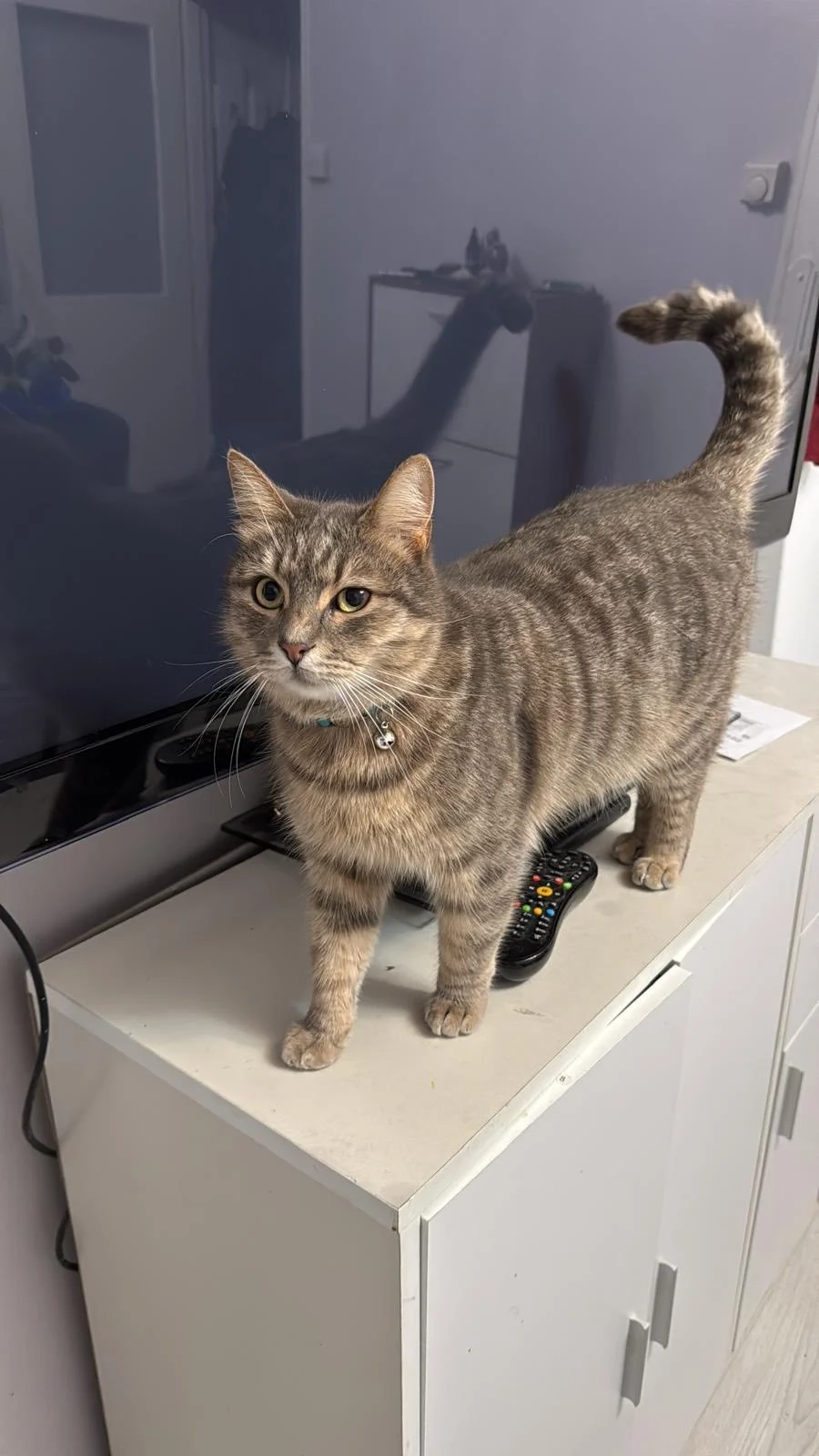 Henry - Castle Road, Chatham