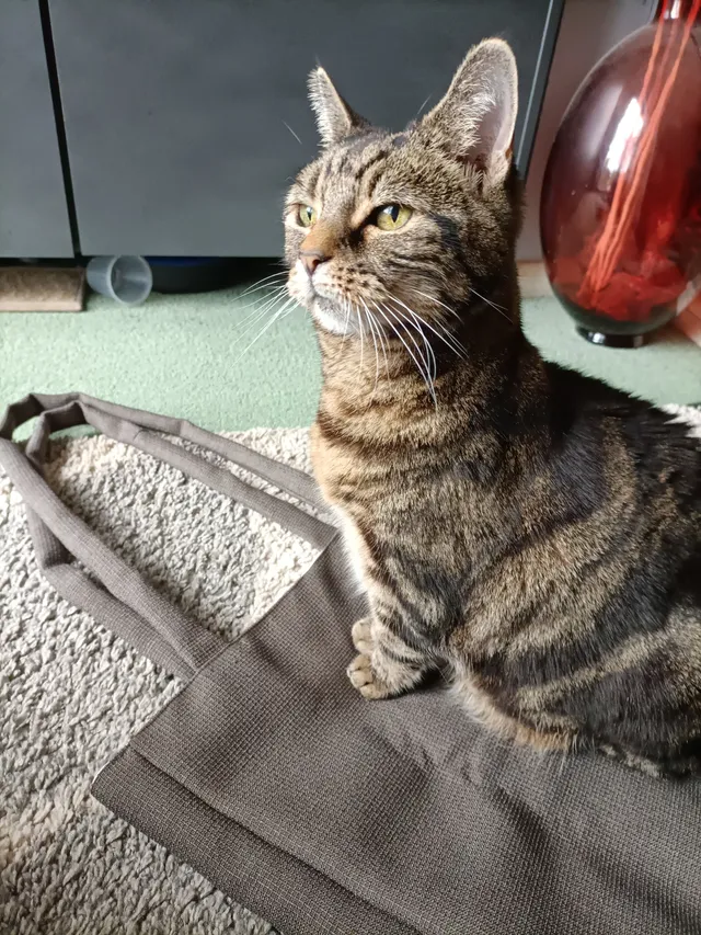 Georgie - Thornham road , Gillingham