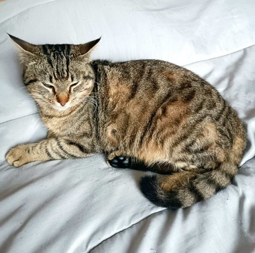 Max - 28 Rue des États-Unis, Remiremont