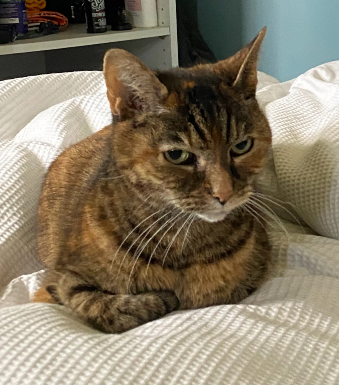 Pixie - Forge Road, Kingsley, Bordon