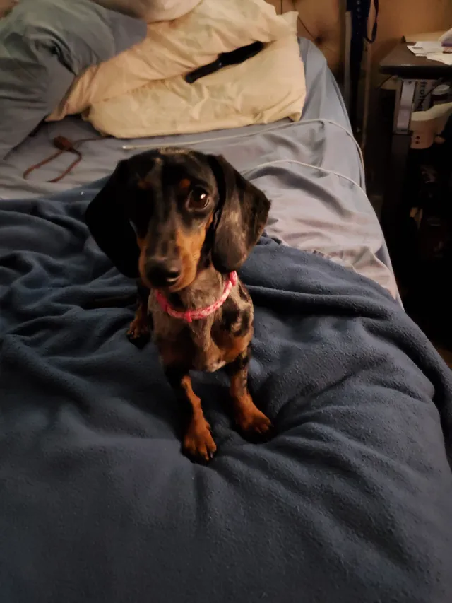 Tootsie - 22215 Kenchester Dr, Houston