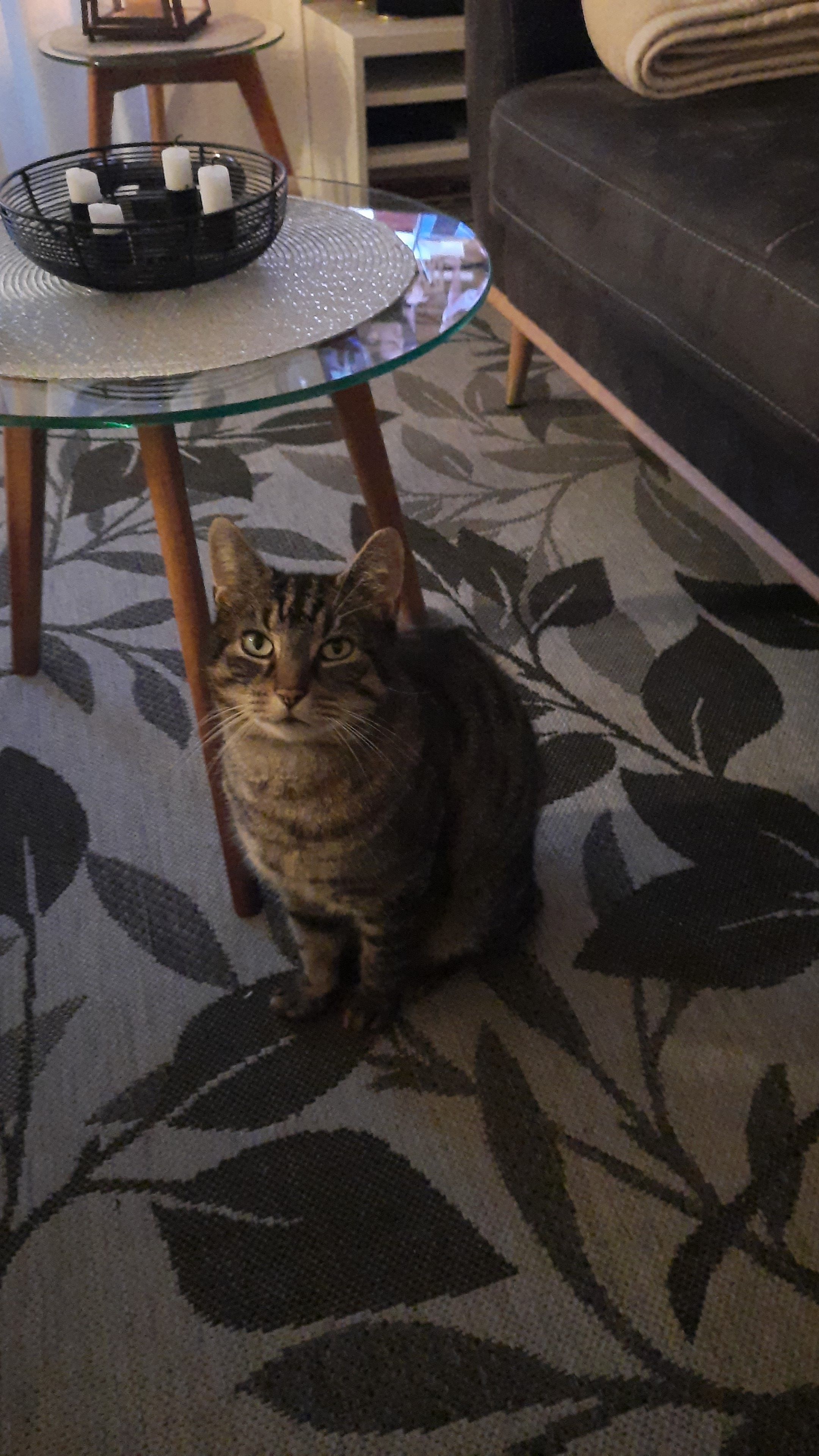 Champ / Chippi - Hindboll, Friedrichskoog