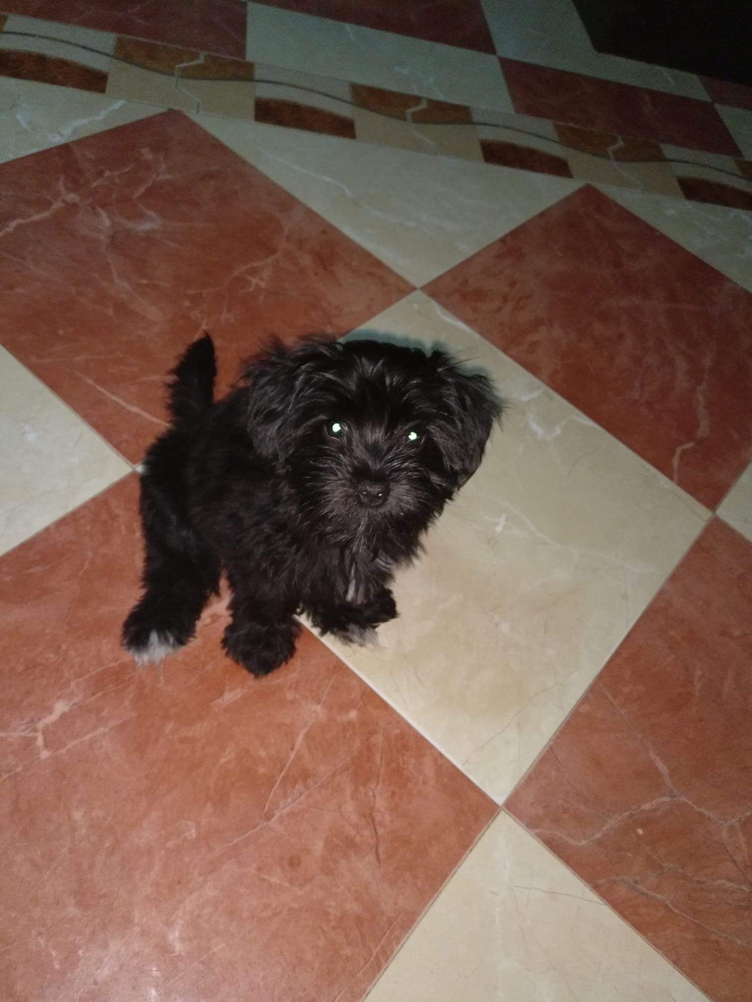 Minie - Diseminado Diseminados, Almonte