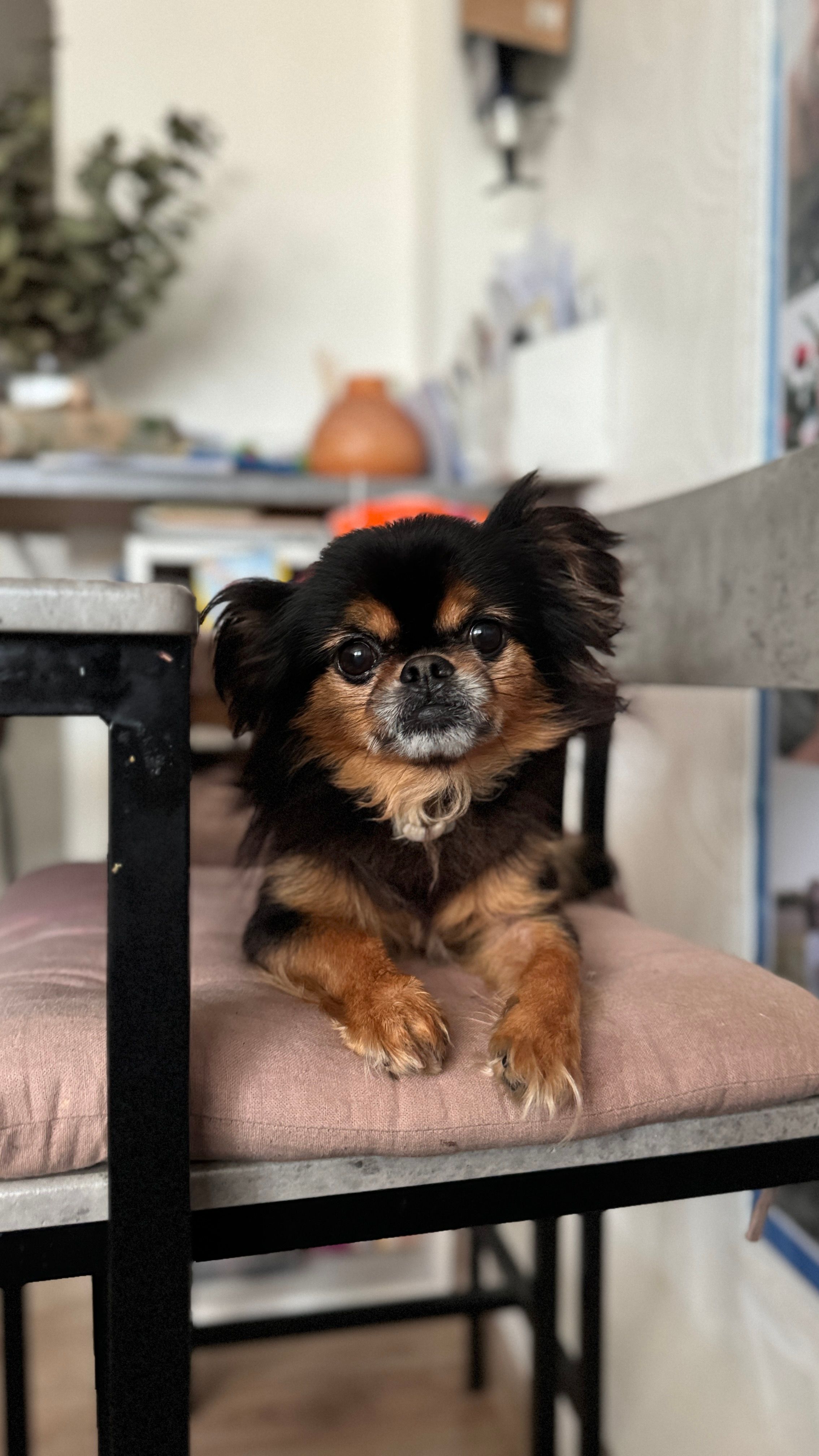  Ciapi - 5 Avenue du Rond-Point, Sarcelles