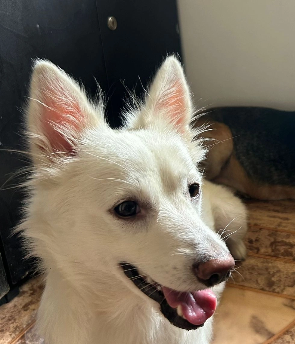 Lula - Kalkere Agara Main Road, Bengaluru East