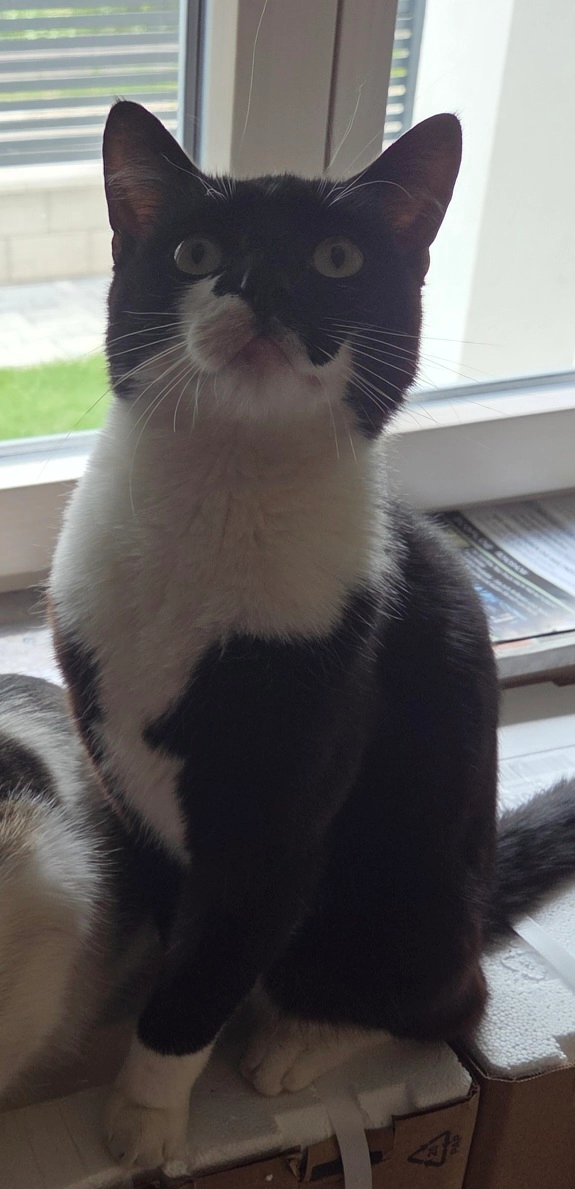 Polo - Helmergasse 3, Wien