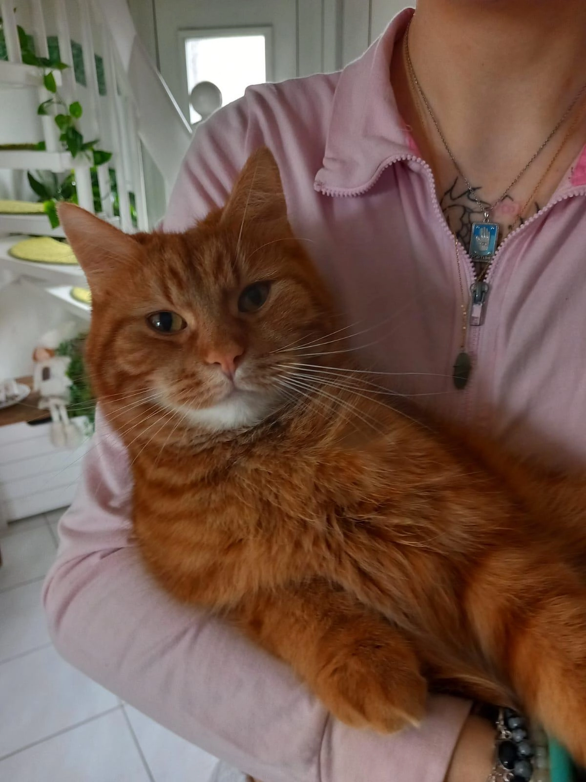 Pepe - 19071, Grambow