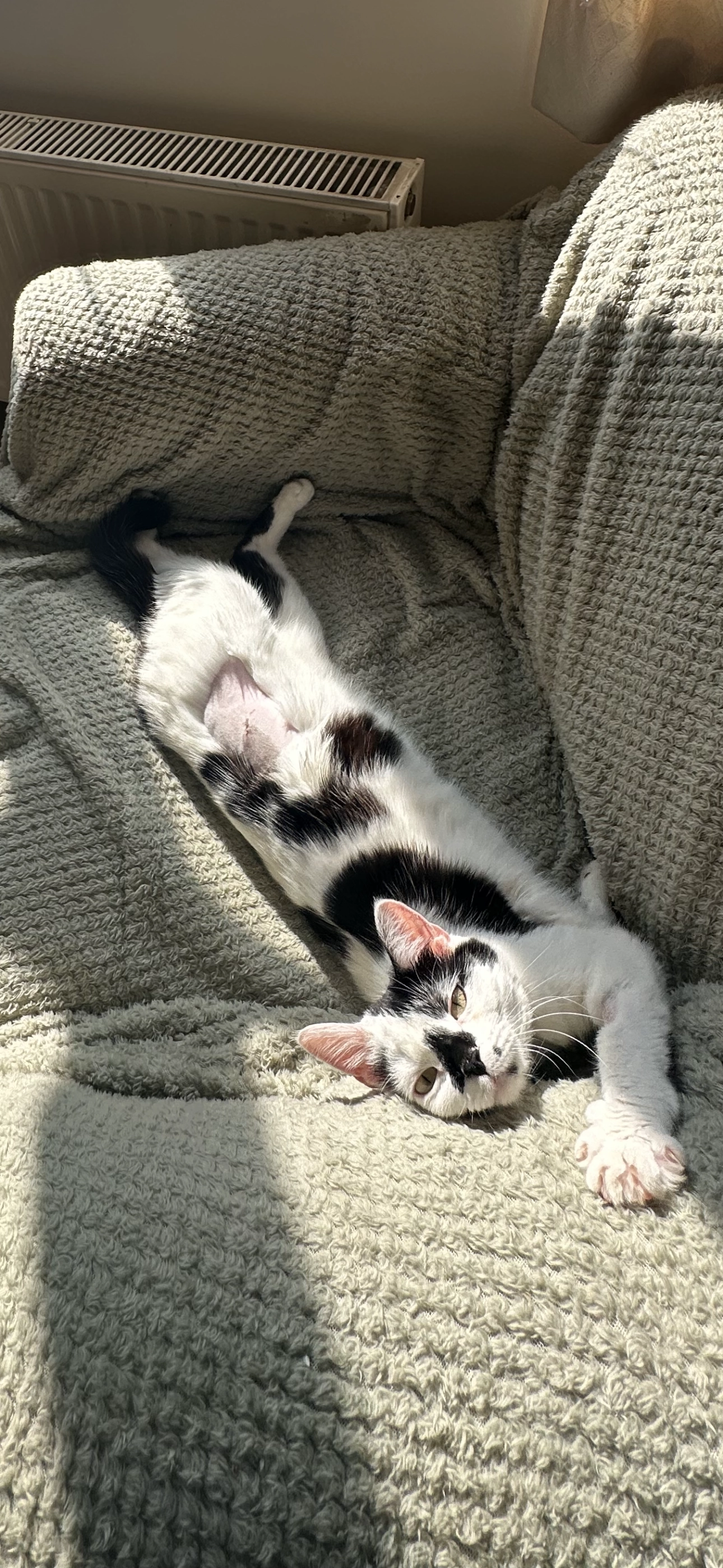 Billie - High Street, Bucknell