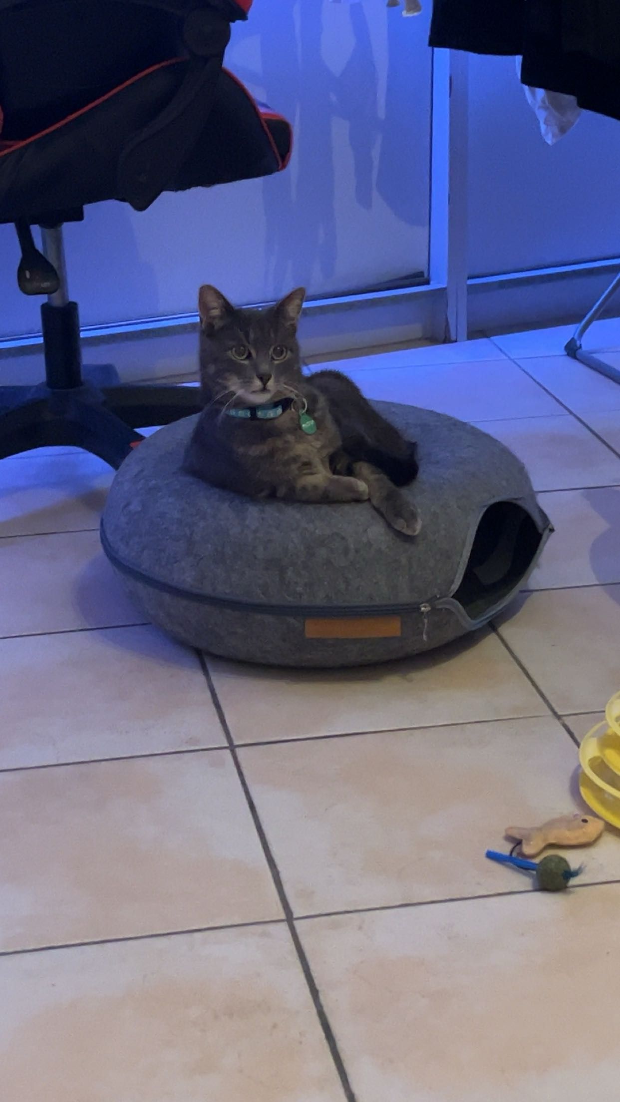 Buzz - Rue du Curé Montenez 3, Honnelles