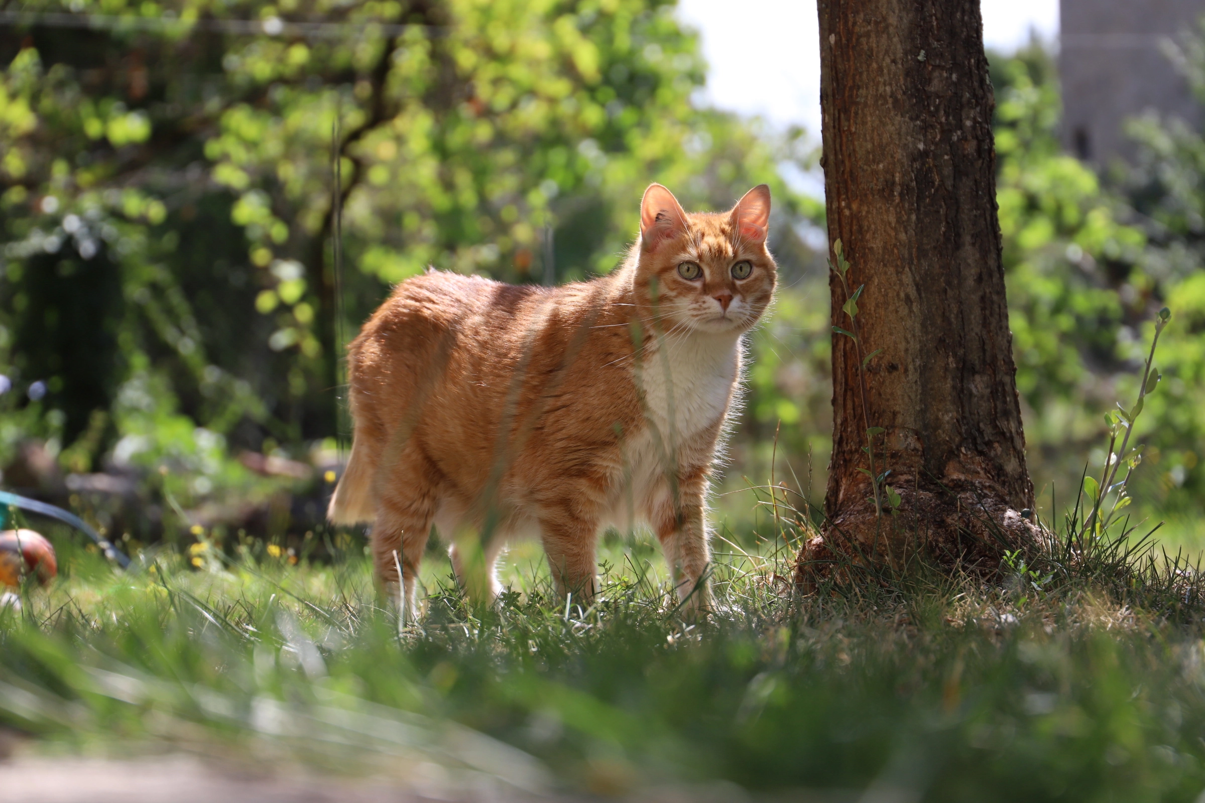 Gizmo - 24 Rue de la Pirouette, Étaules