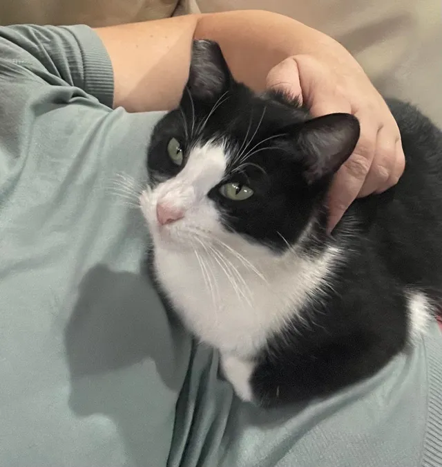 Della shes a Cat - 1407 Spyglass Way, Camarillo