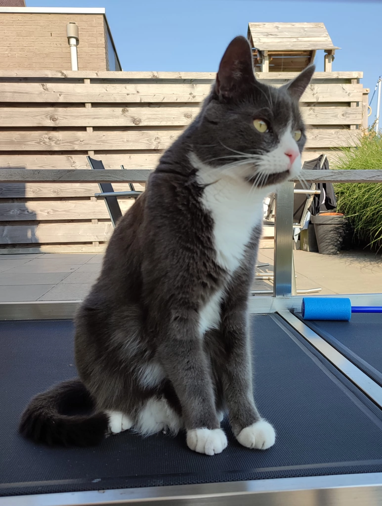 Ollie - Zuiderrak, Sneek