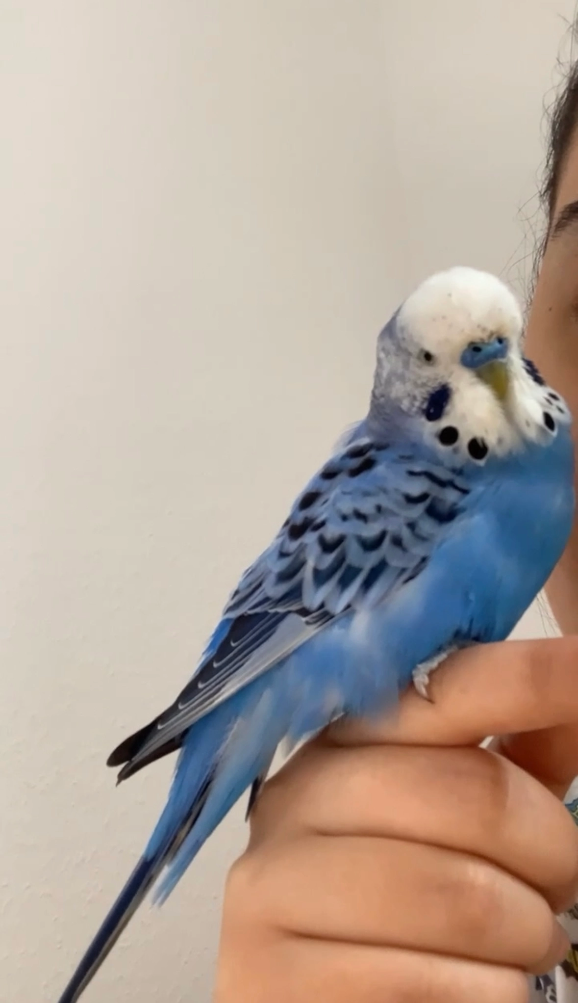 Pascha - Beethovenstraße (neben der Silcherschule), Kornwestheim