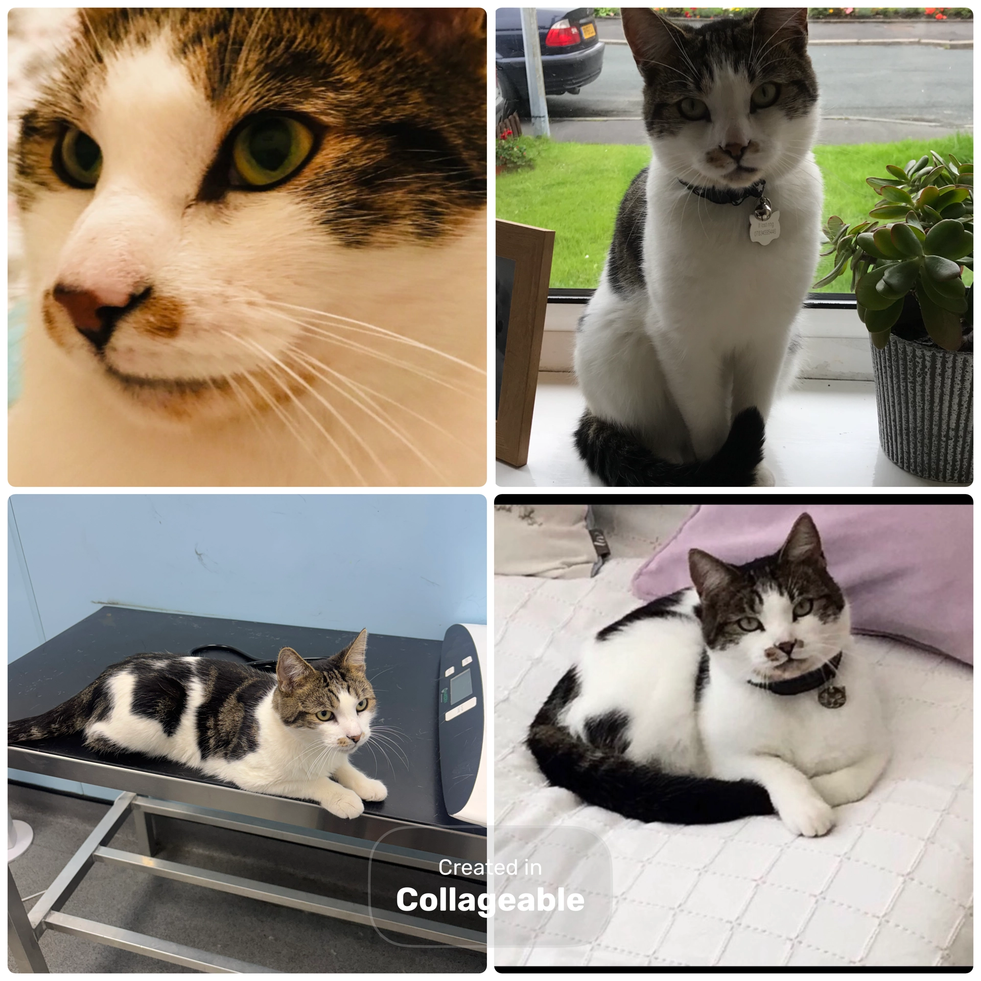 Harry - 10 Northways, Wigan