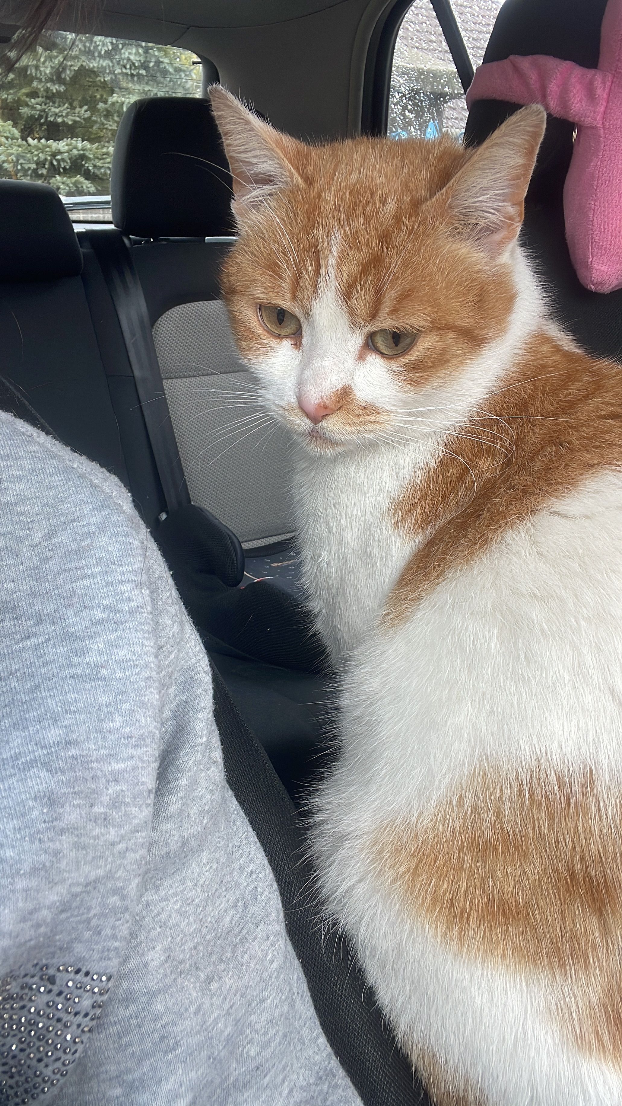 Kazito - Hunyadi János utca, Sajólászlófalva