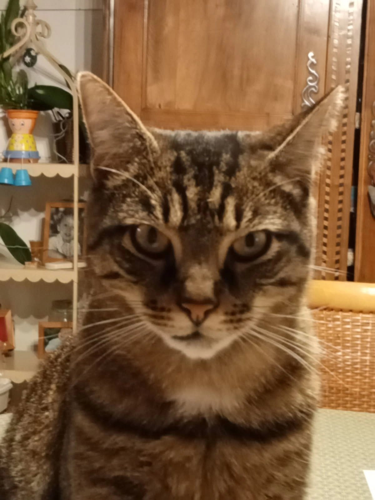 Zack - 22 Rue des Rochers, Châtelaillon-Plage