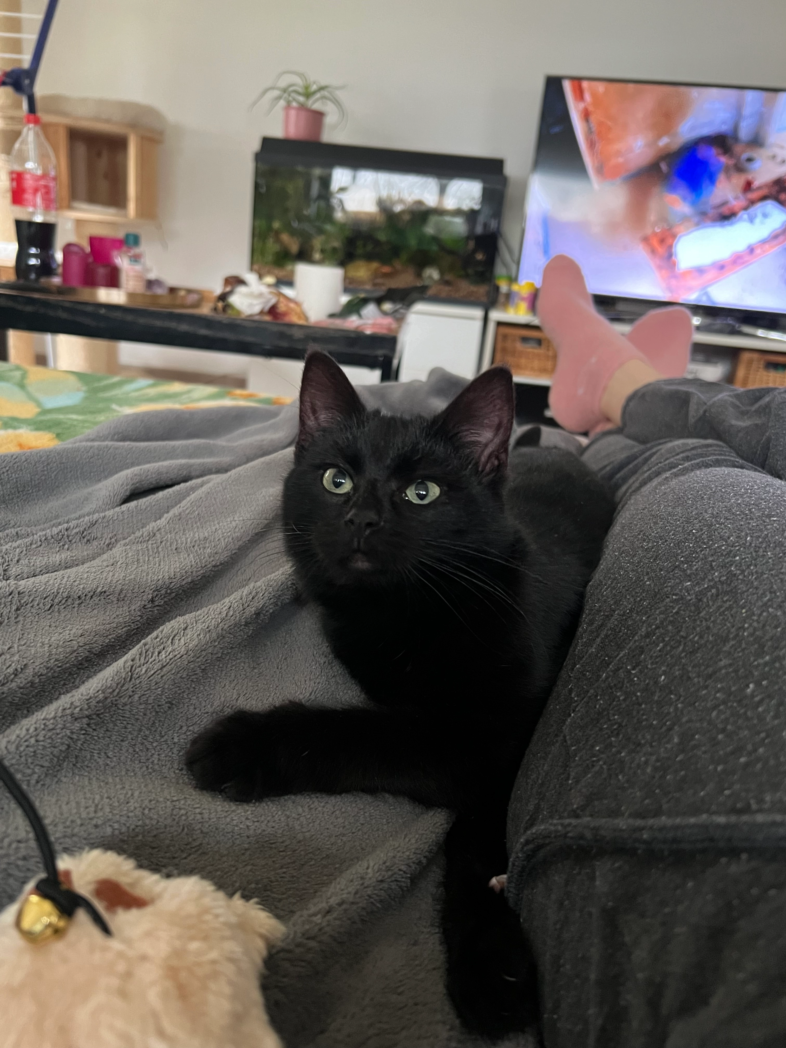 Biezi - Lupinstraße, Memmingen