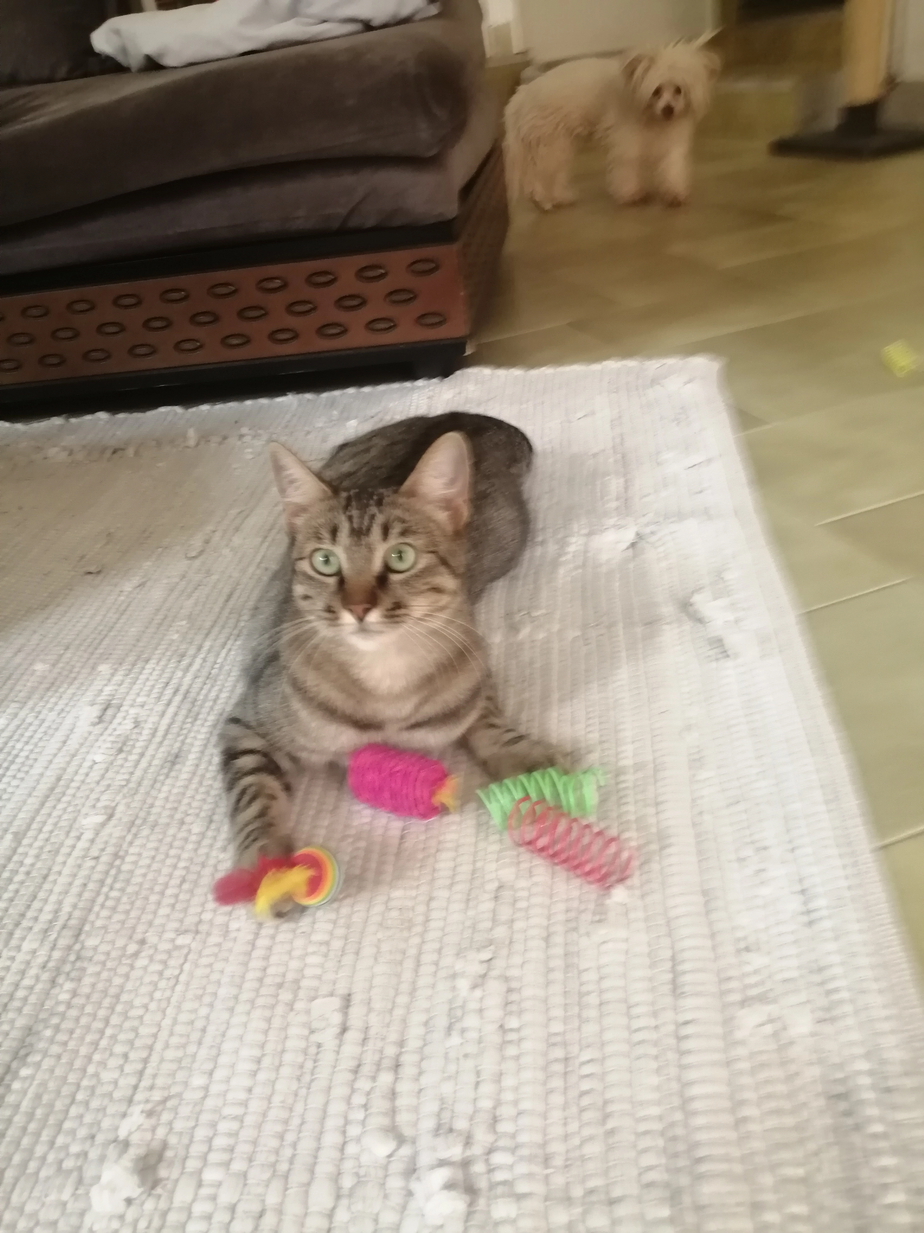 Didi - 40, Marrakech