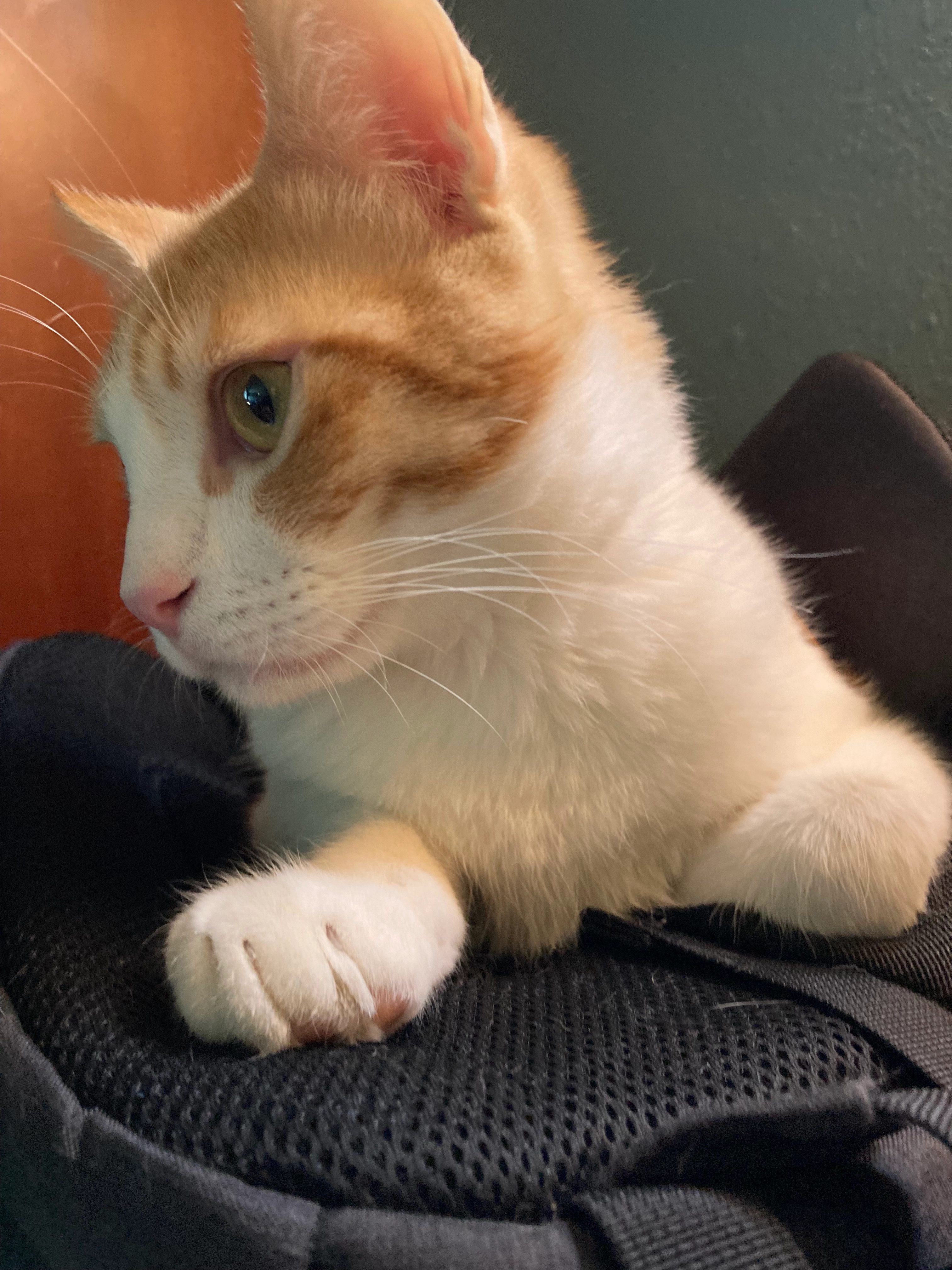 George - Calle de Londres Can Mas, Piera