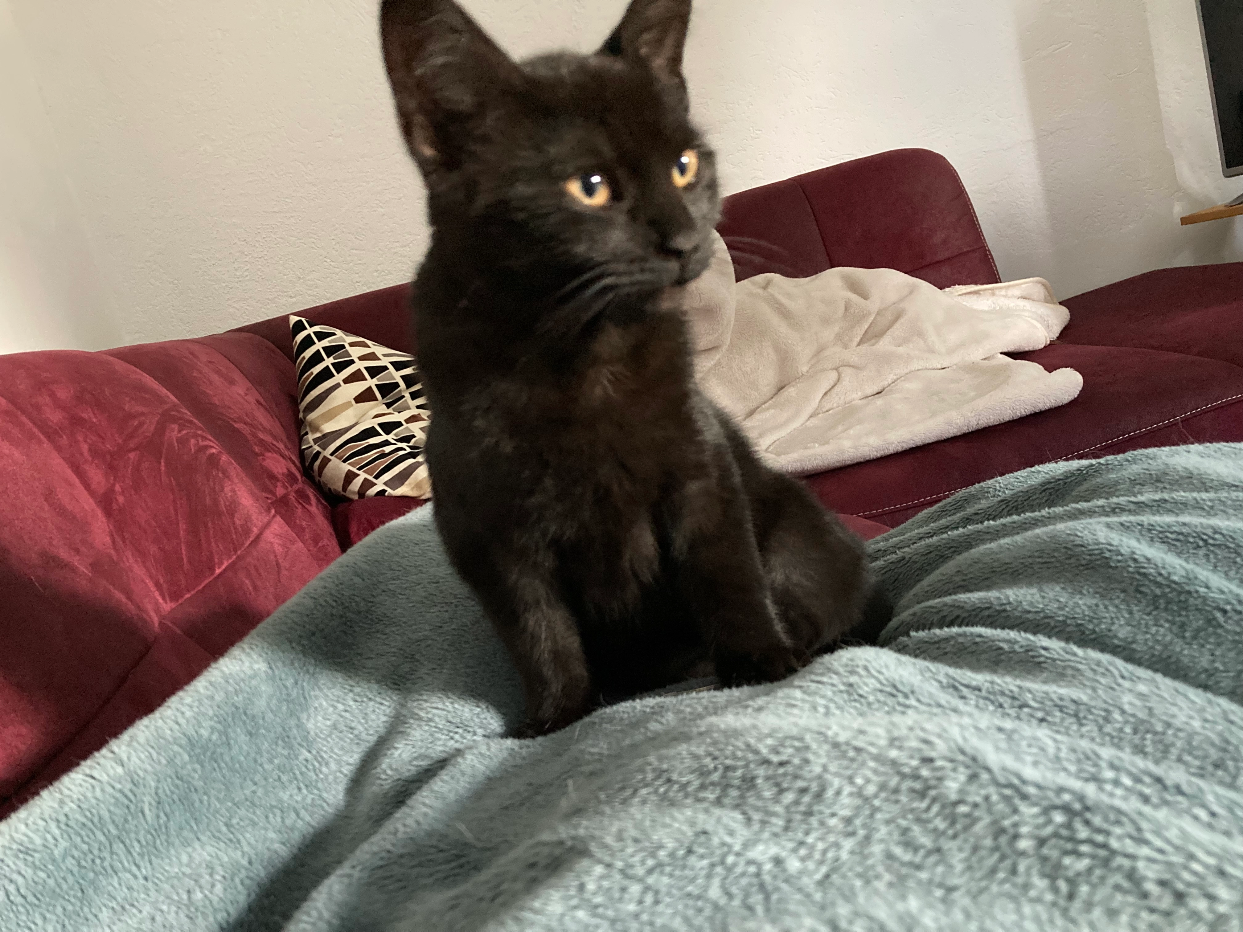 Ayla - Ehndorfer Straße 12A, Wasbek