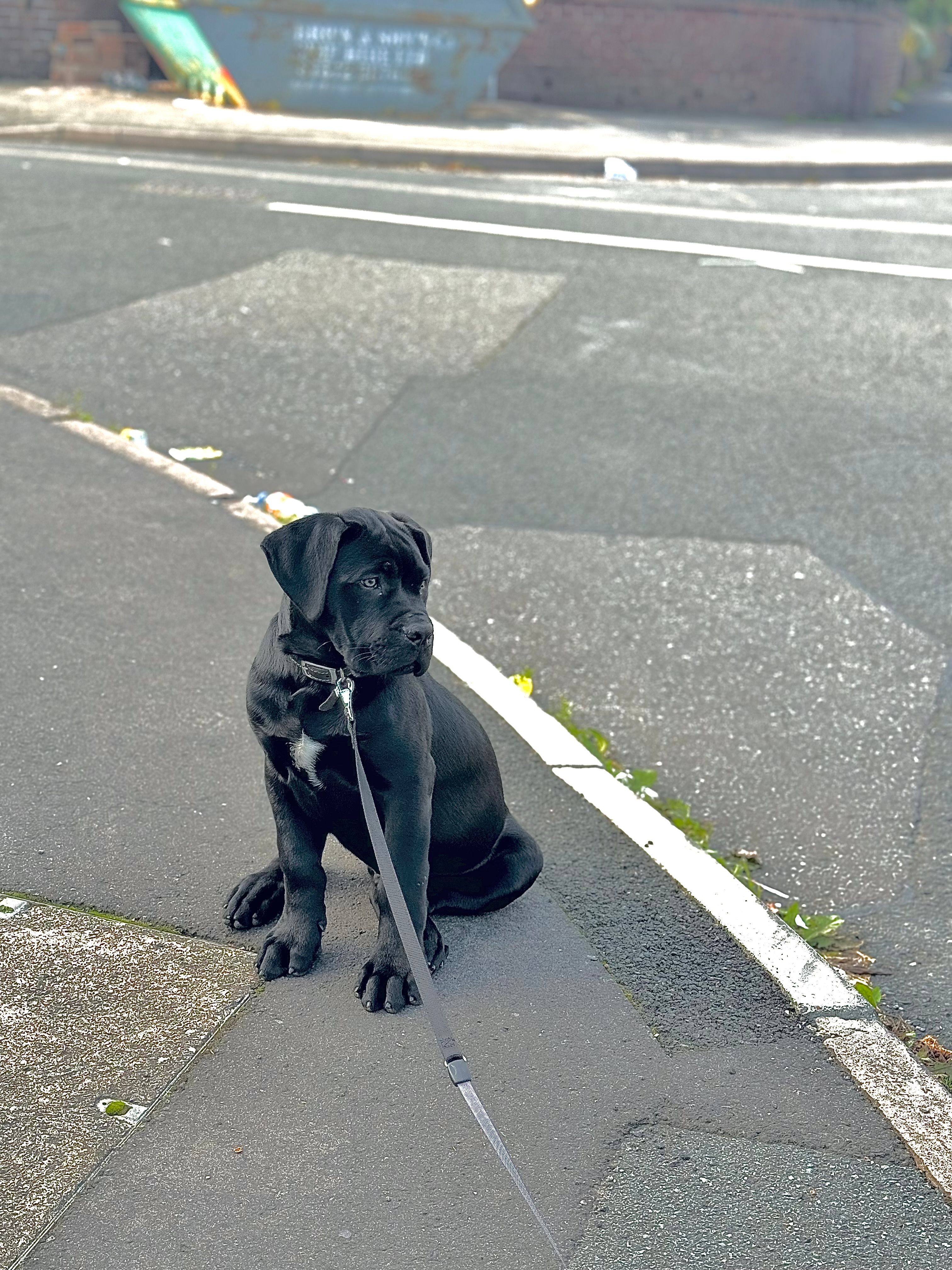 Zeus - Gillott Road, Birmingham